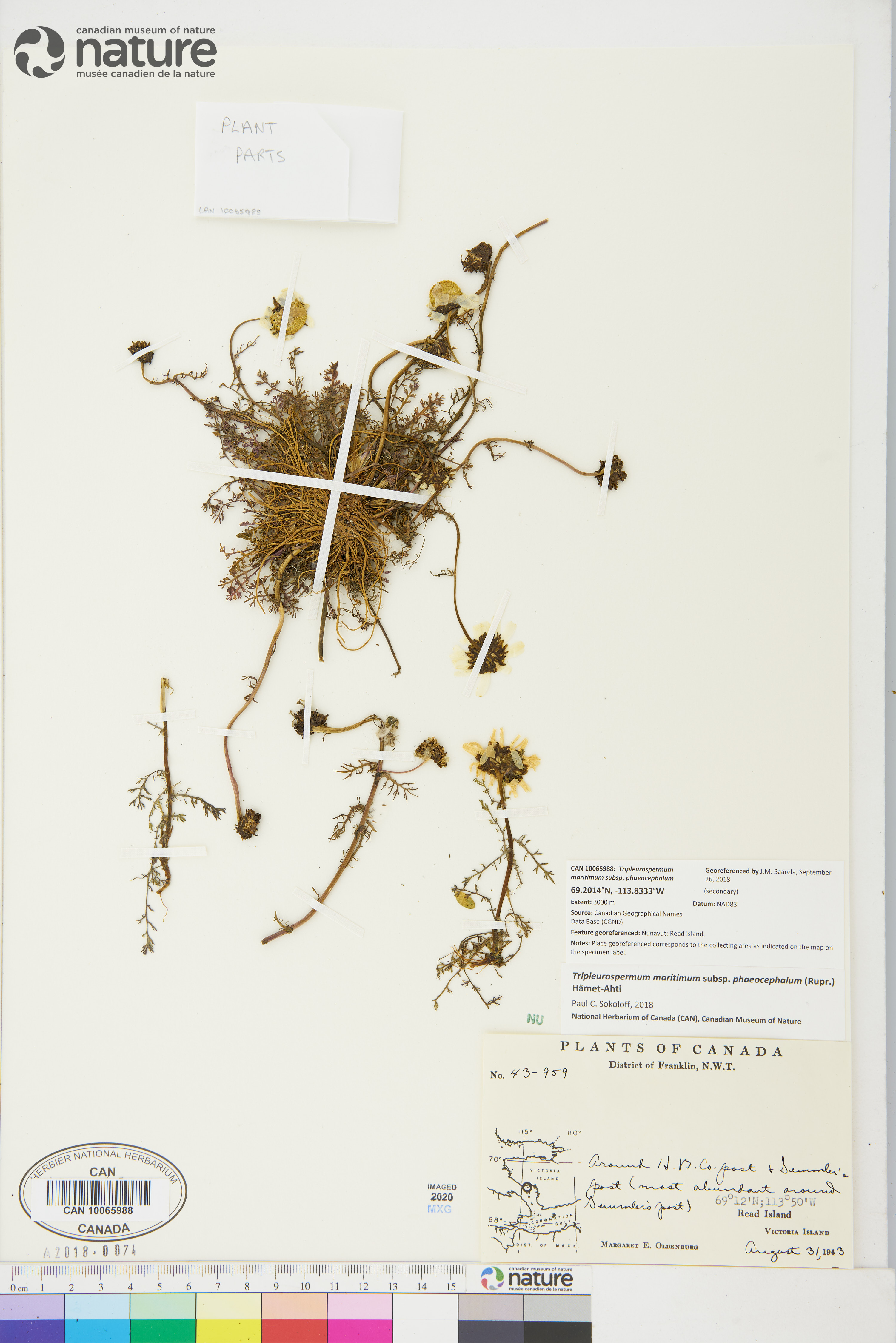 Tripleurospermum maritimum subsp. phaeocephalum image