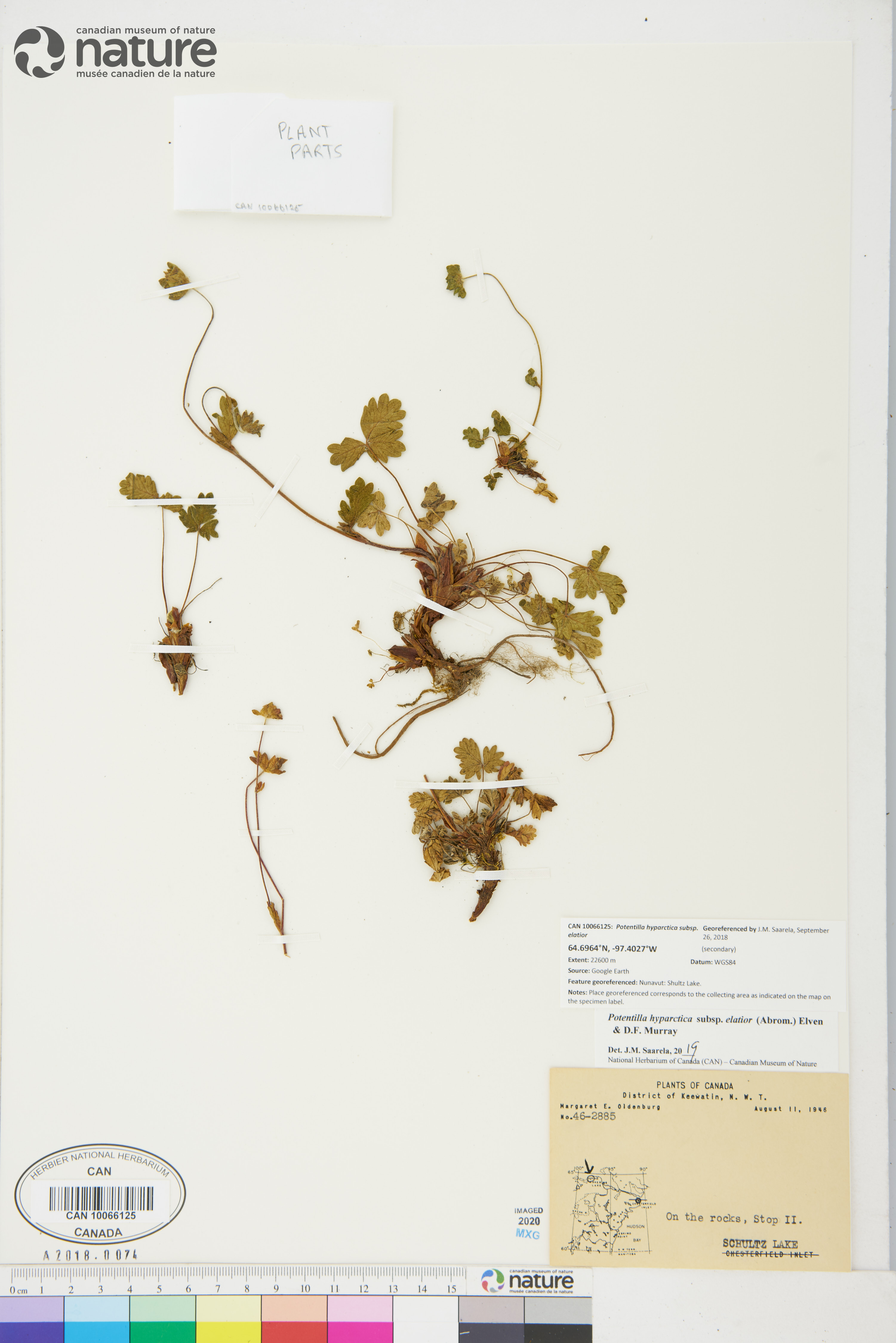 Potentilla hyparctica subsp. elatior image