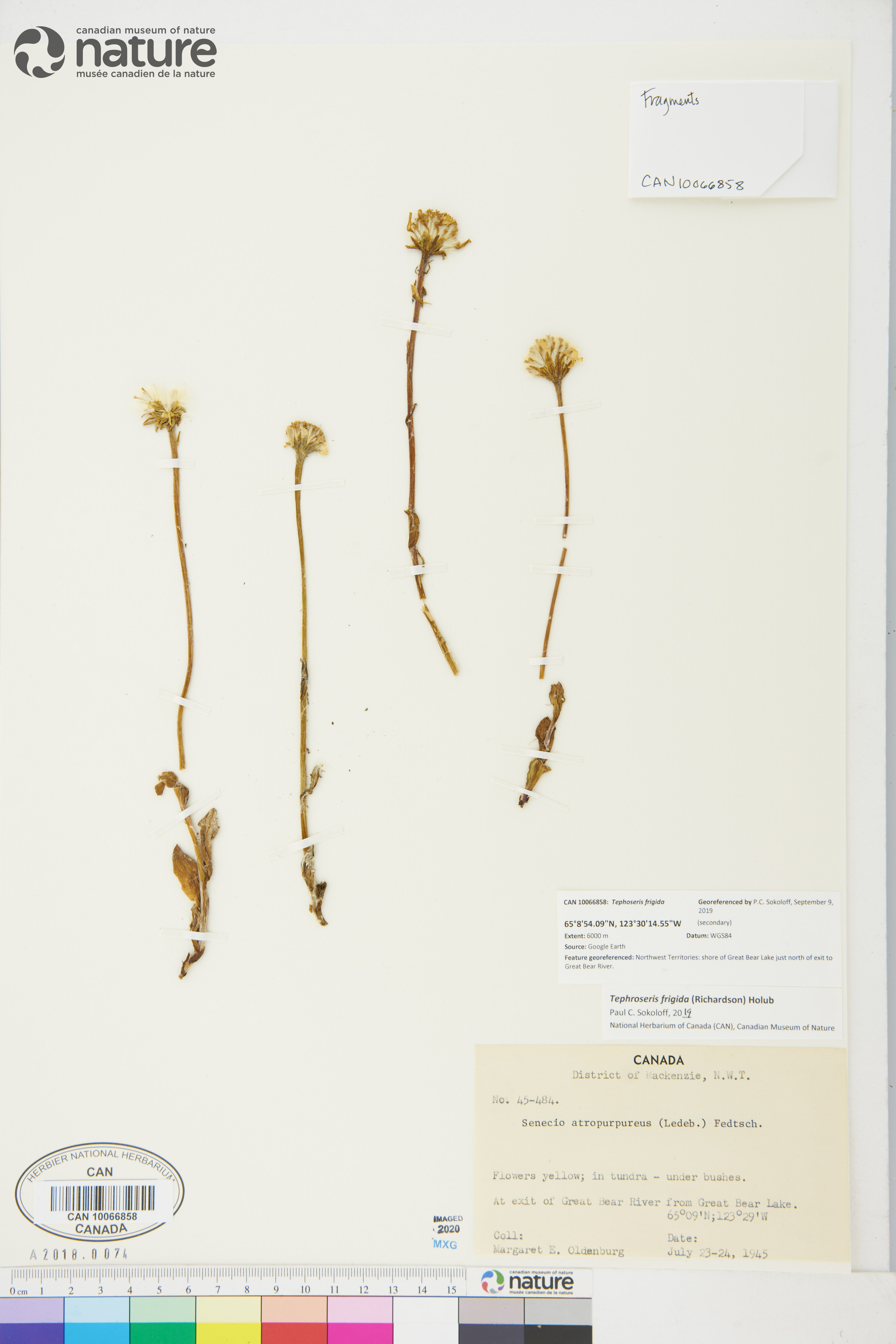 Tephroseris frigida image