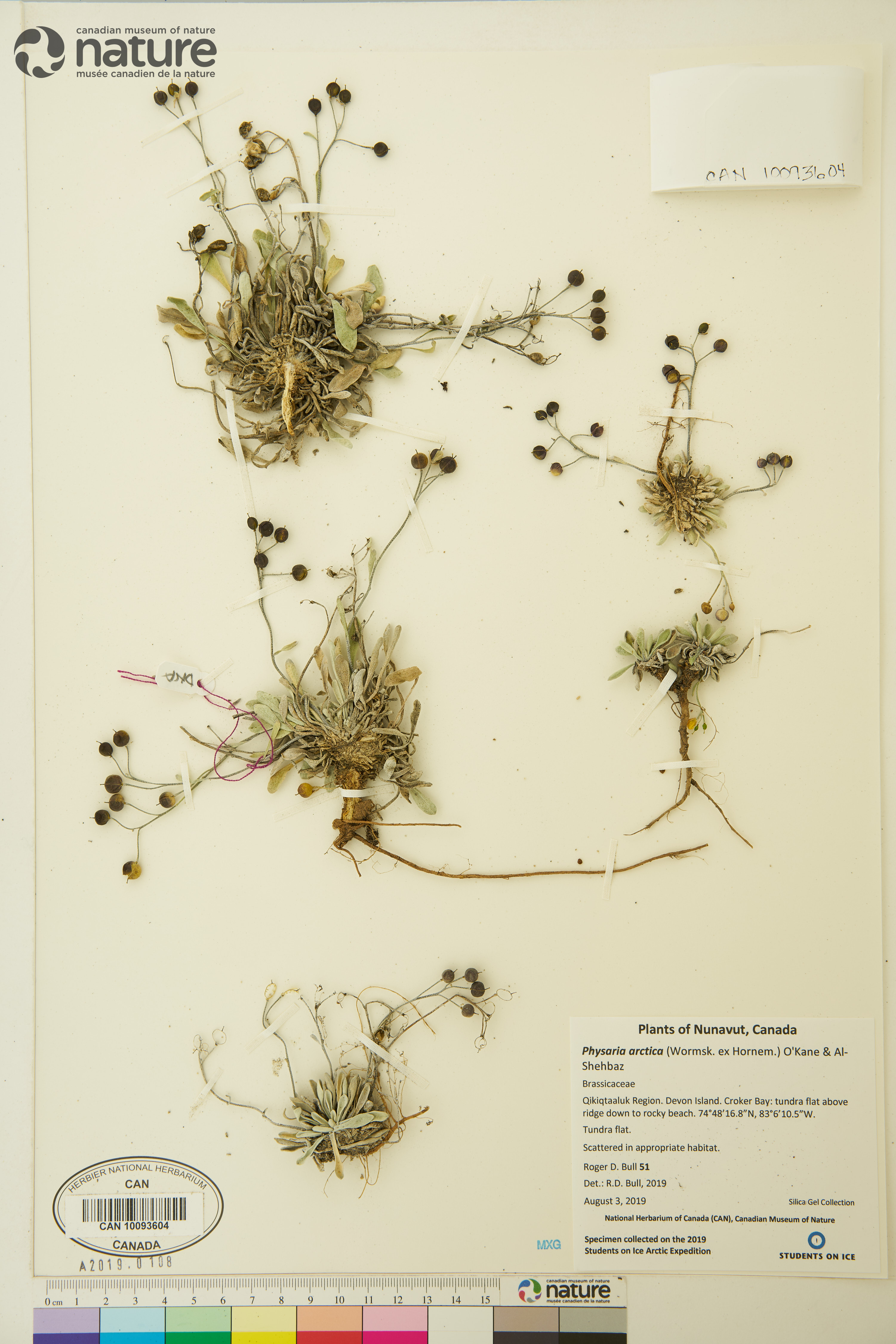 Physaria arctica image