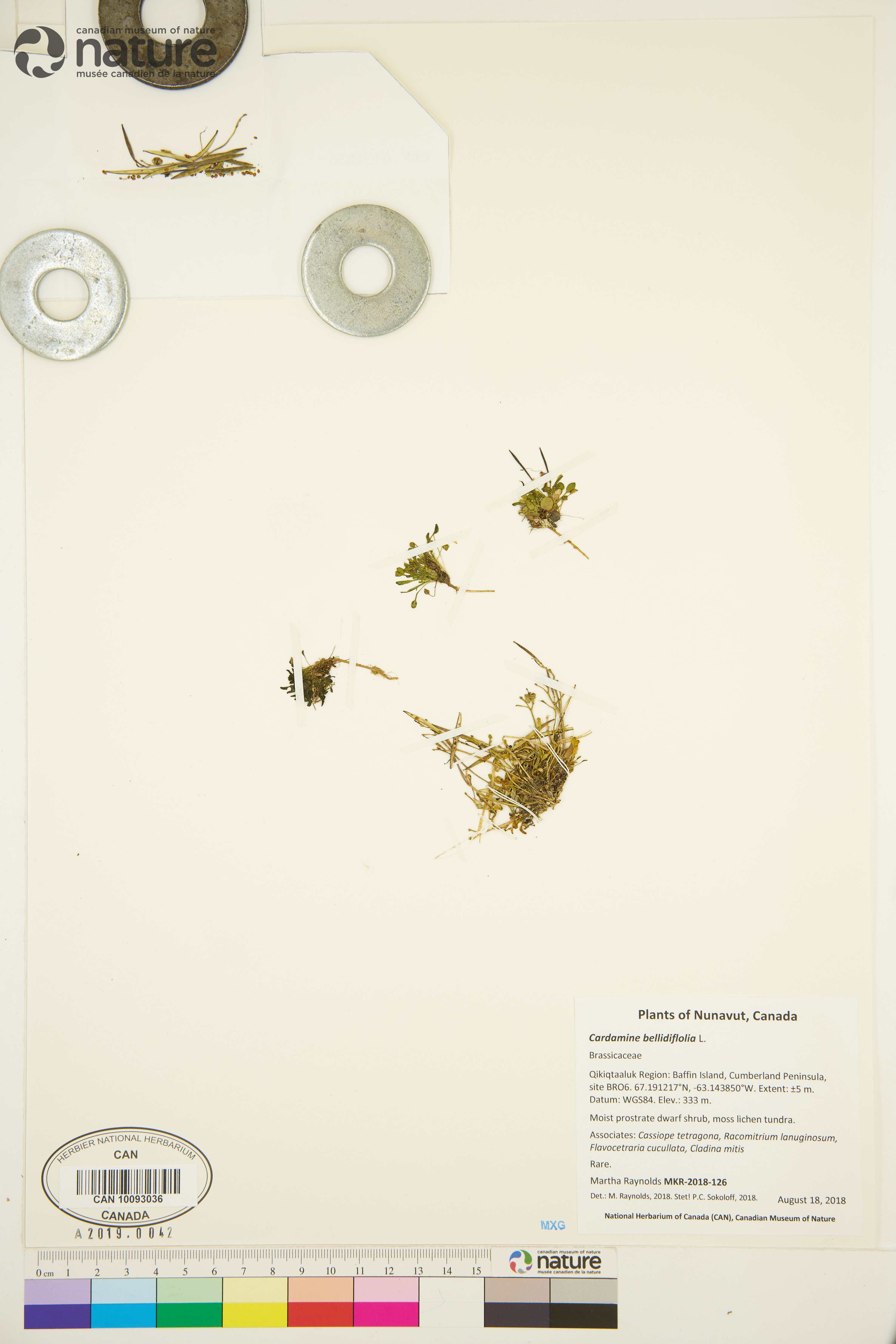 Cardamine bellidifolia image