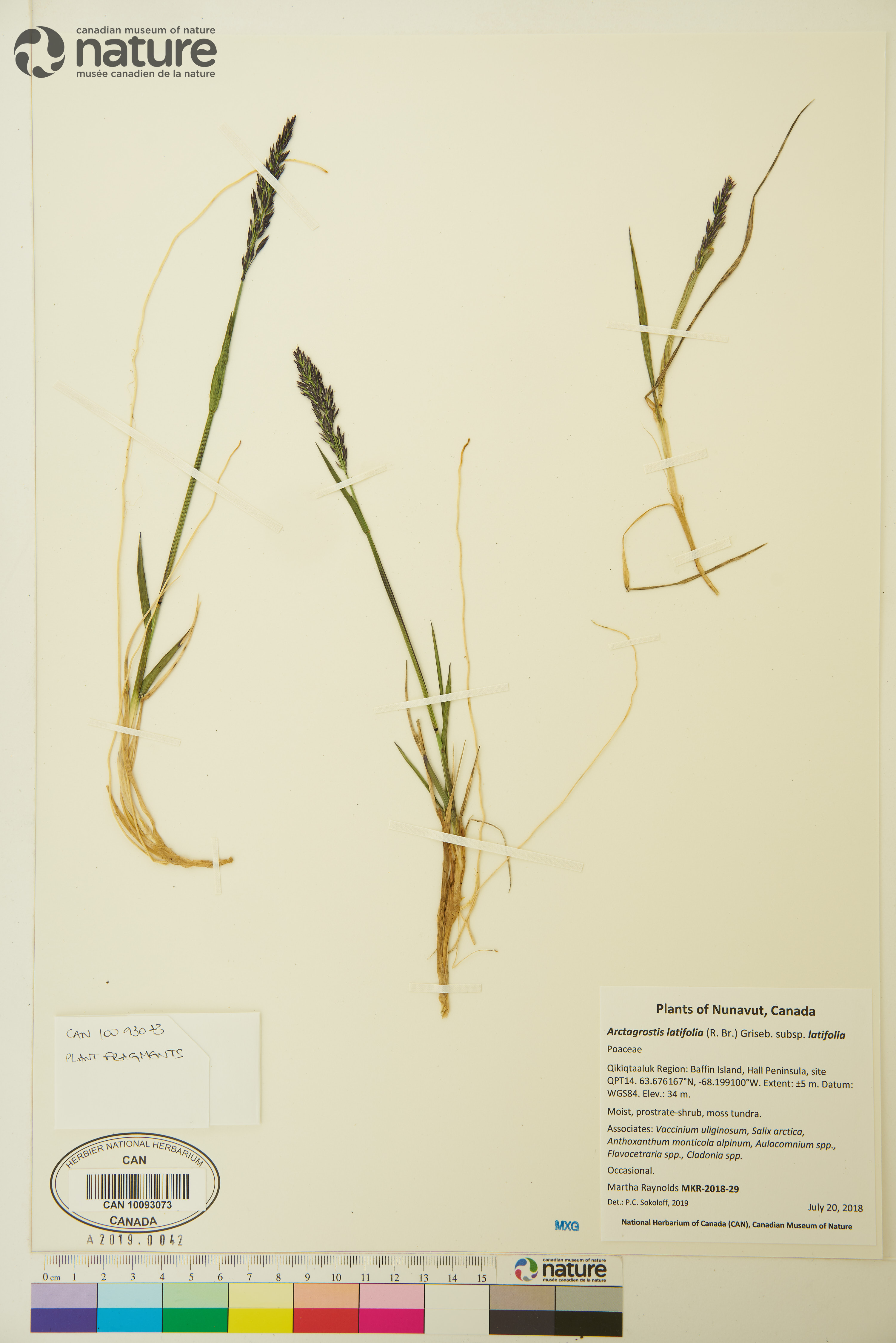 Arctagrostis latifolia subsp. latifolia image