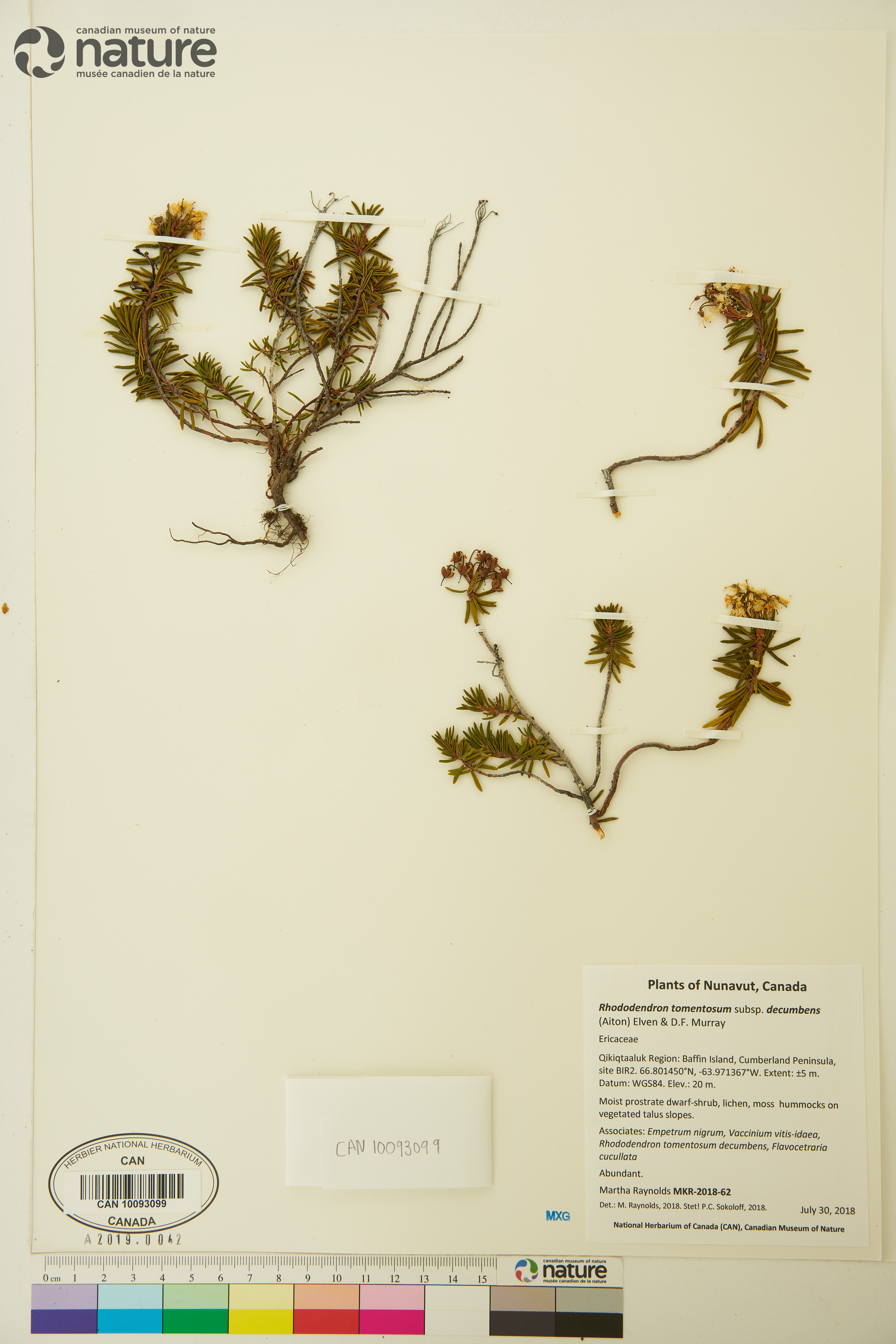 Rhododendron tomentosum subsp. decumbens image