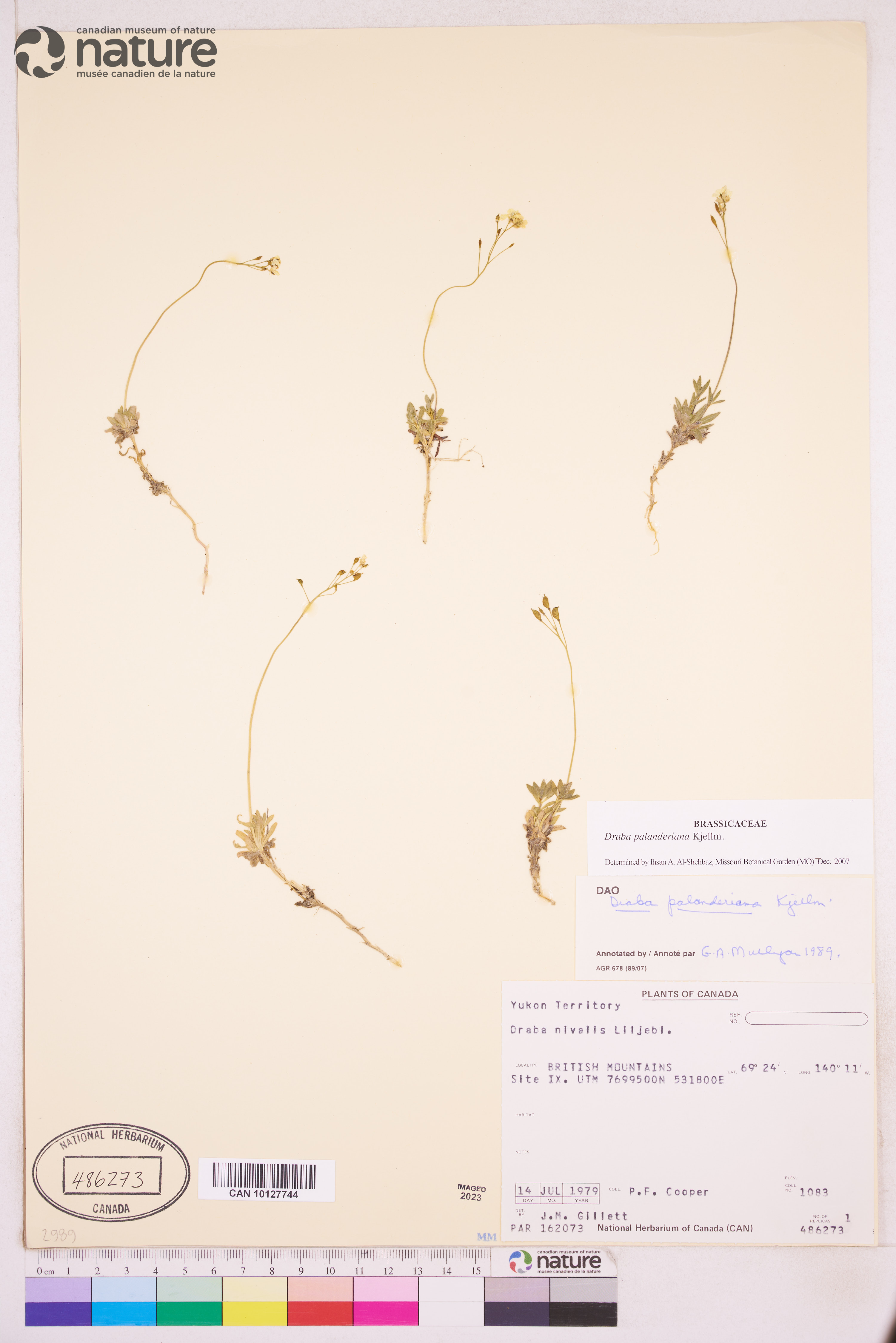 Draba palanderiana image