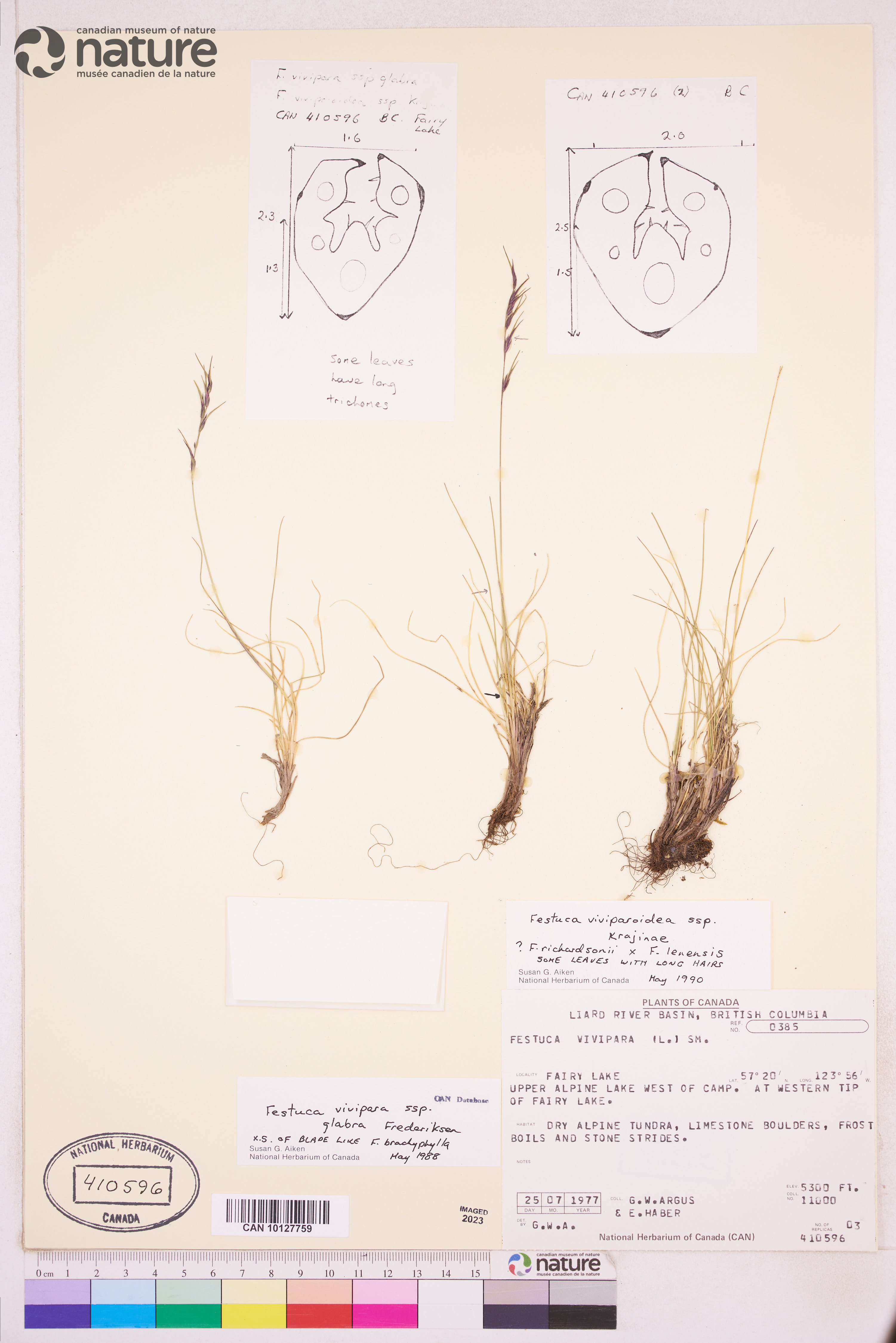 Festuca viviparoidea subsp. krajinae image