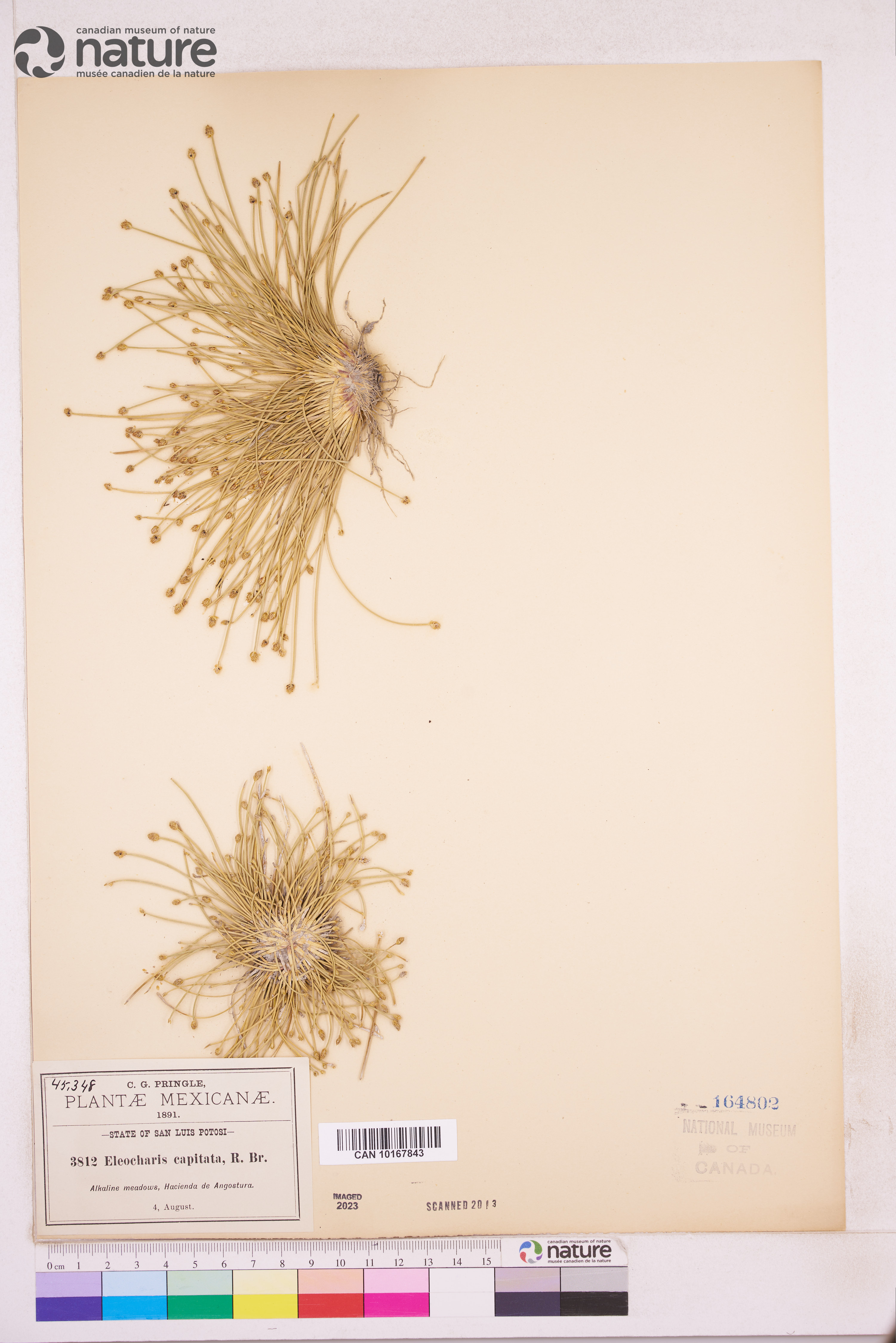 Eleocharis capitata image