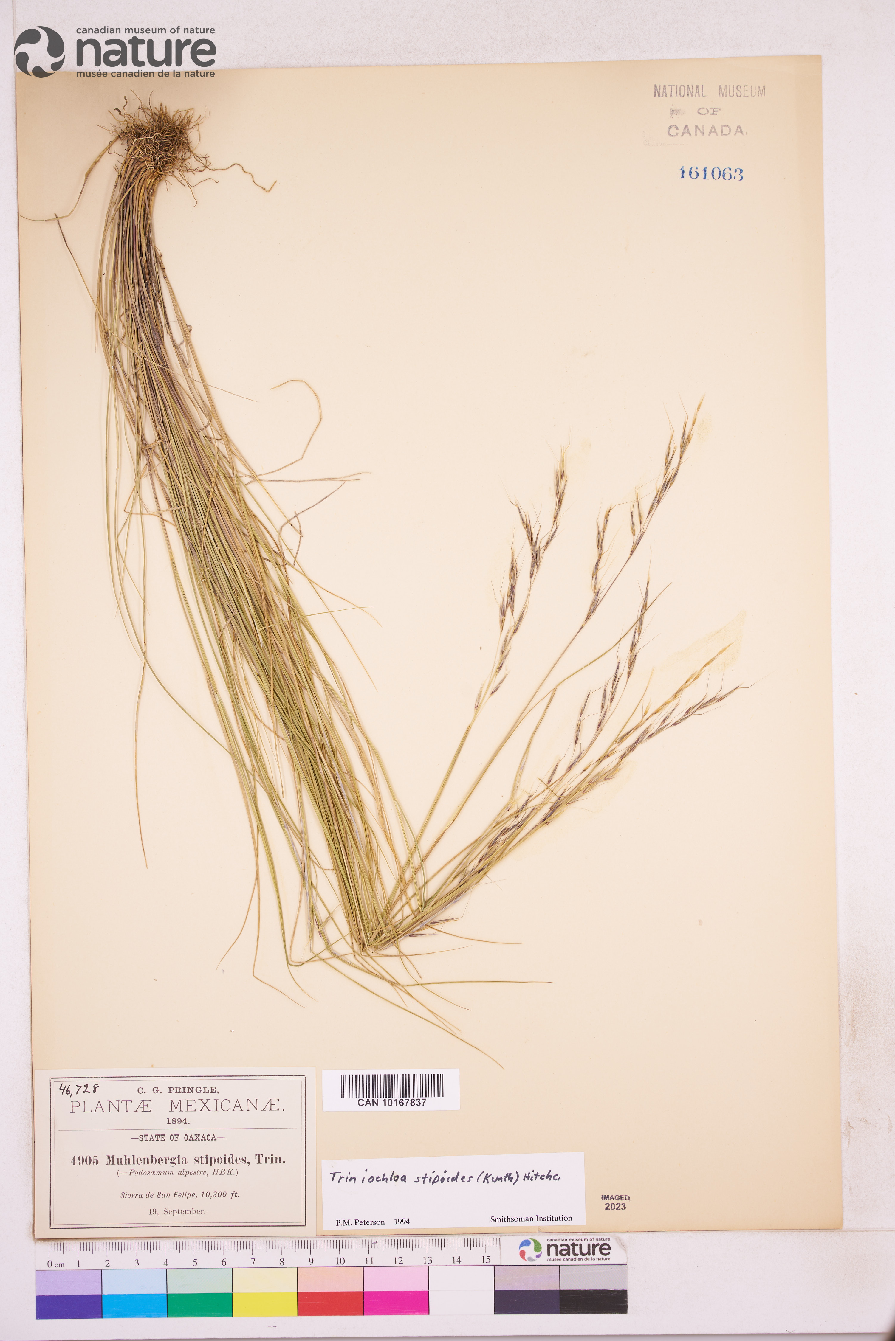 Triniochloa stipoides image