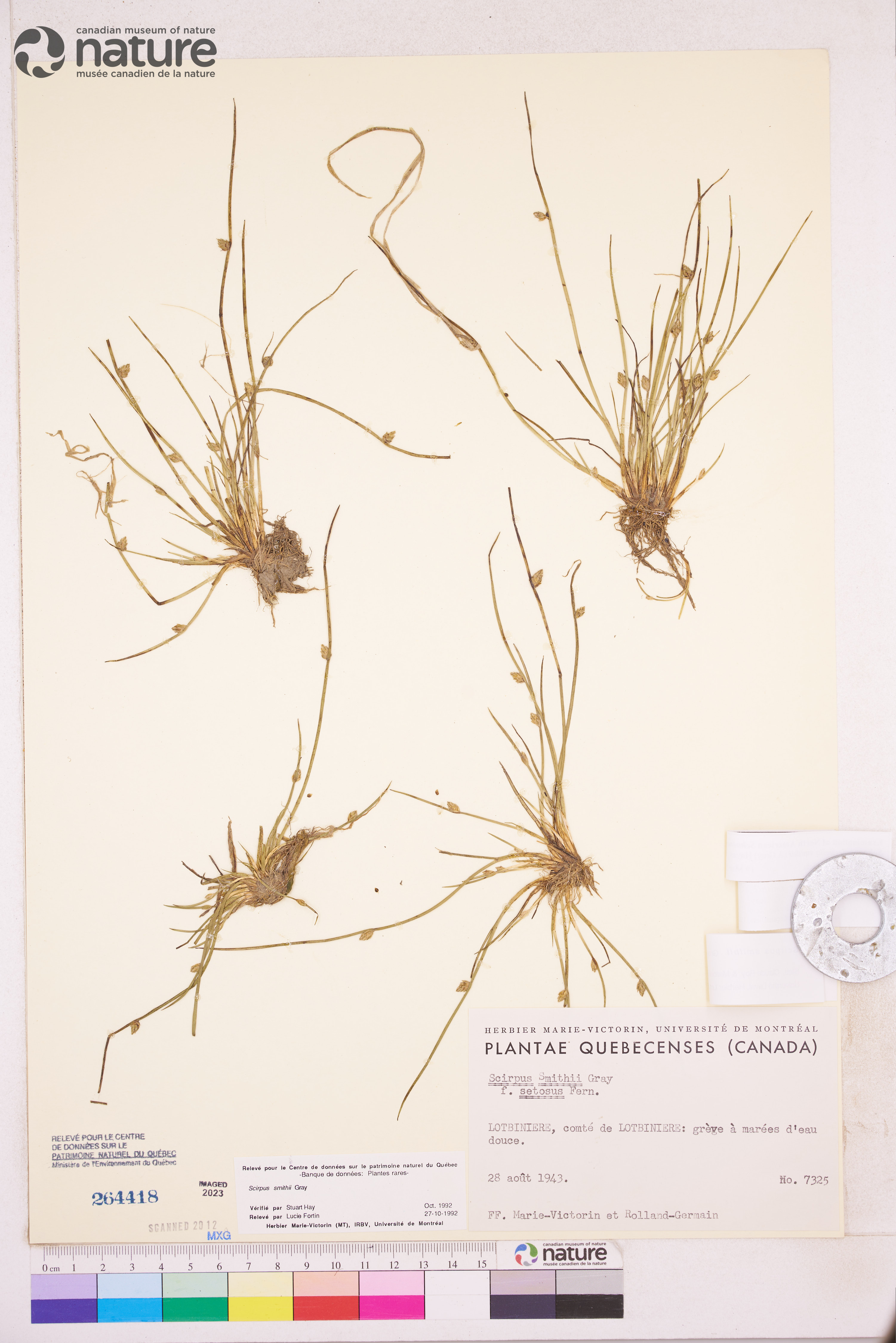 Schoenoplectiella smithii var. leviseta image