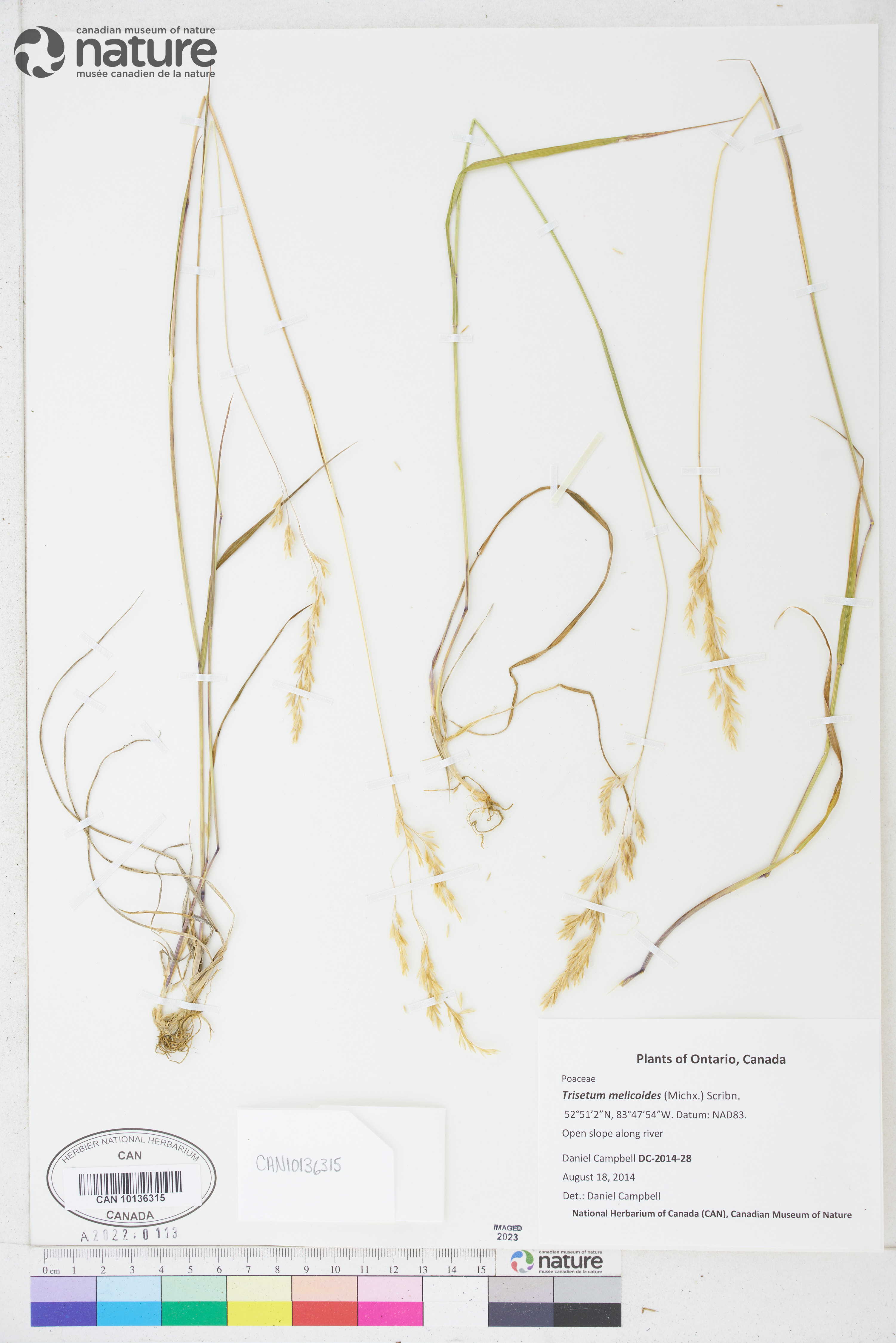 Trisetum melicoides image
