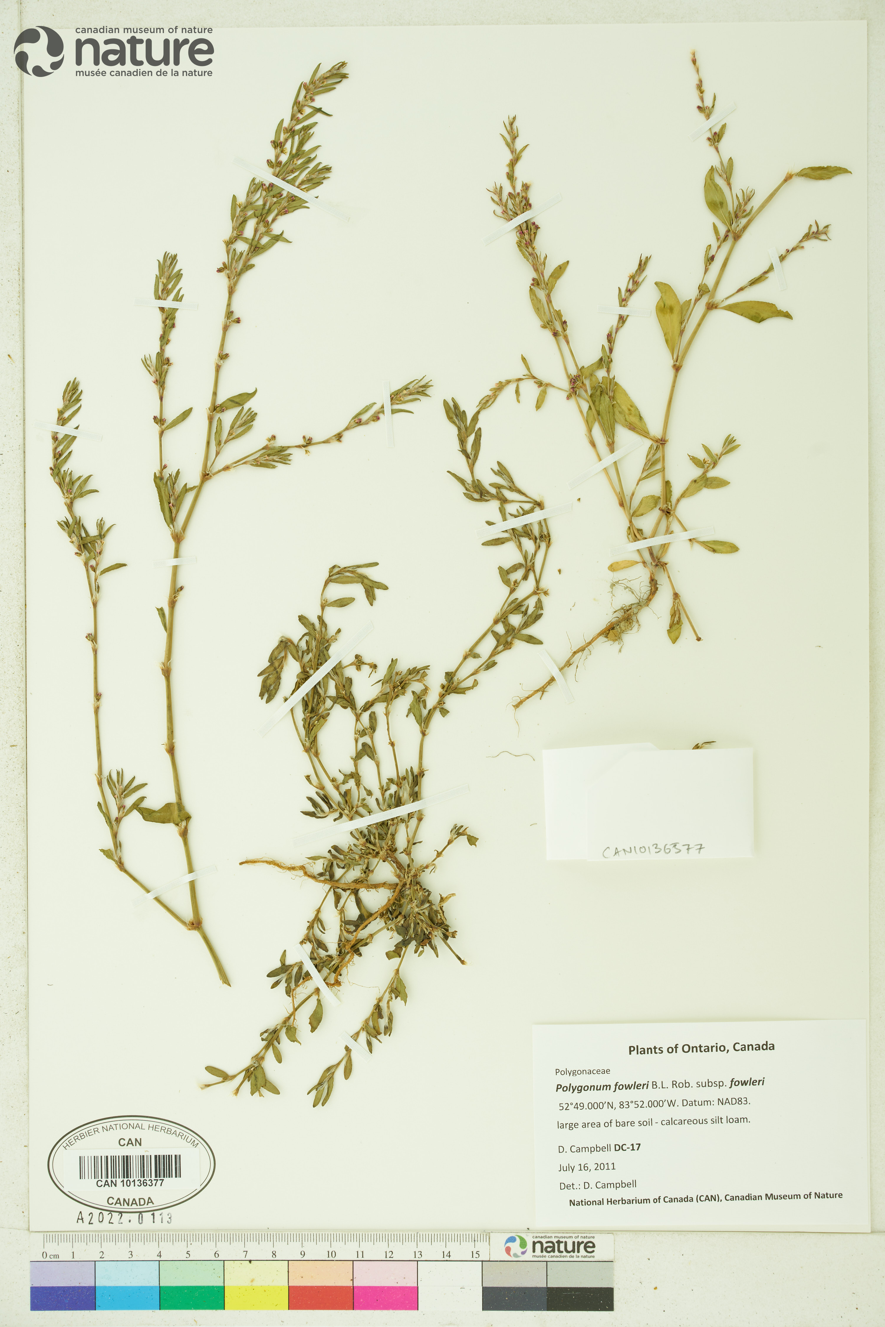 Polygonum alpinum image
