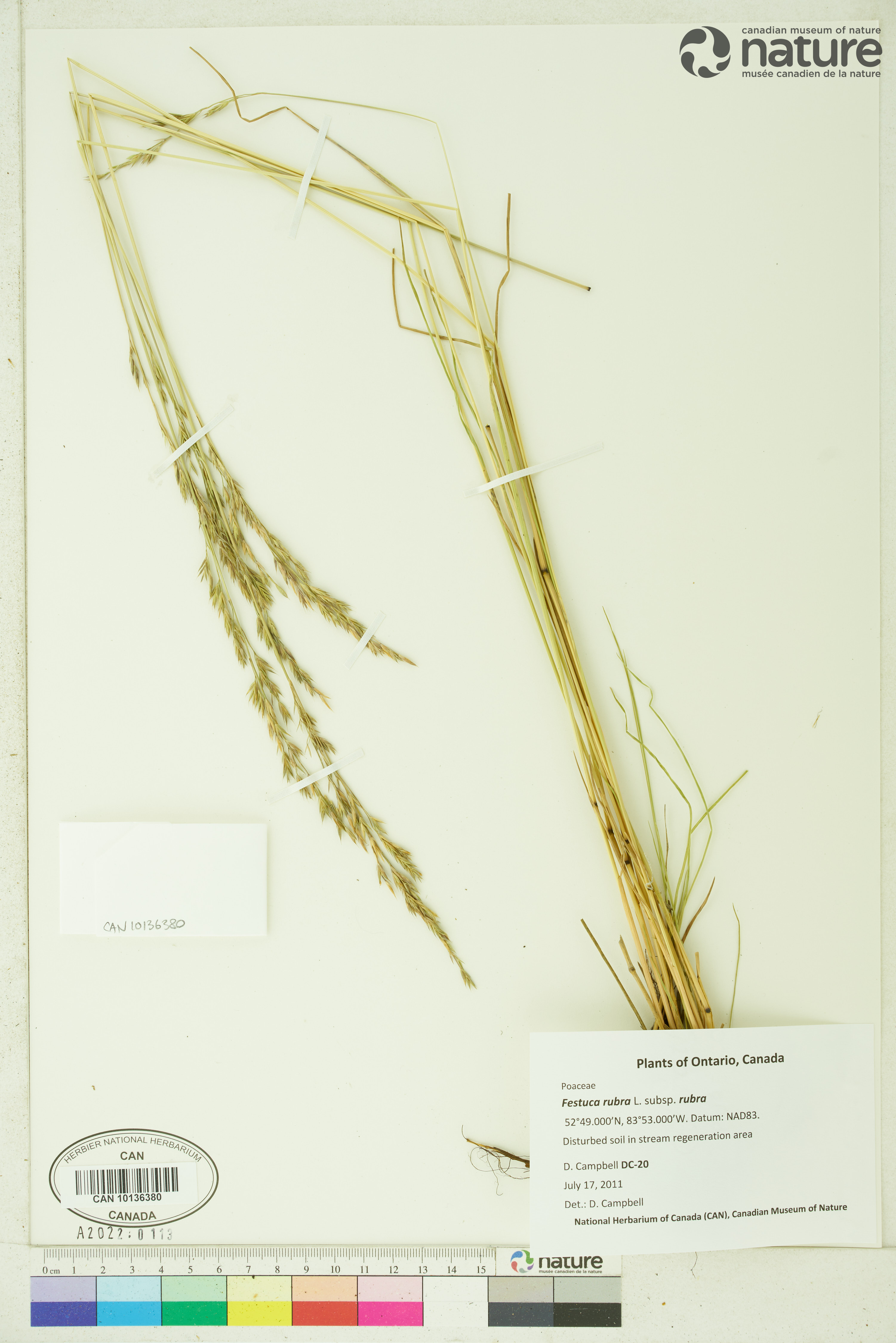 Festuca rubra subsp. rubra image
