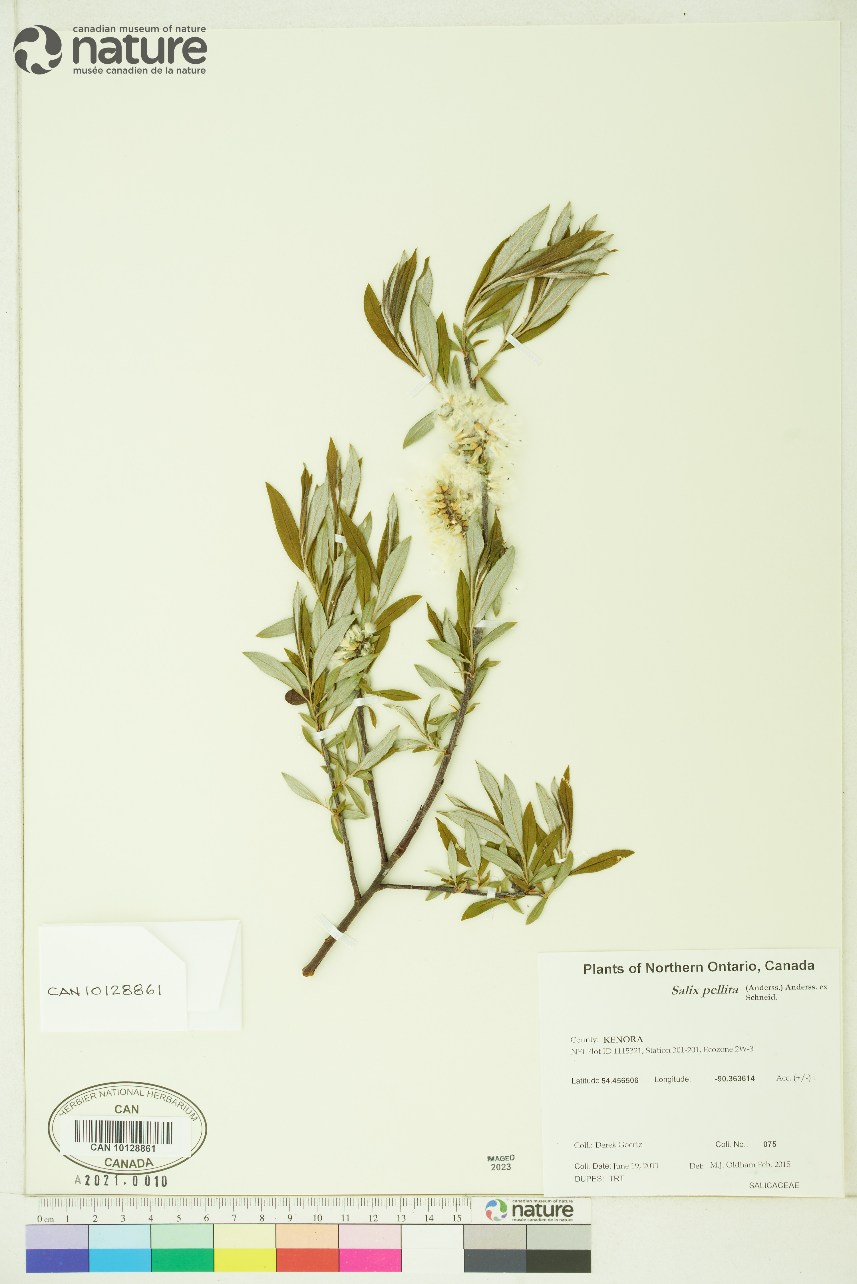 Salix pellita image