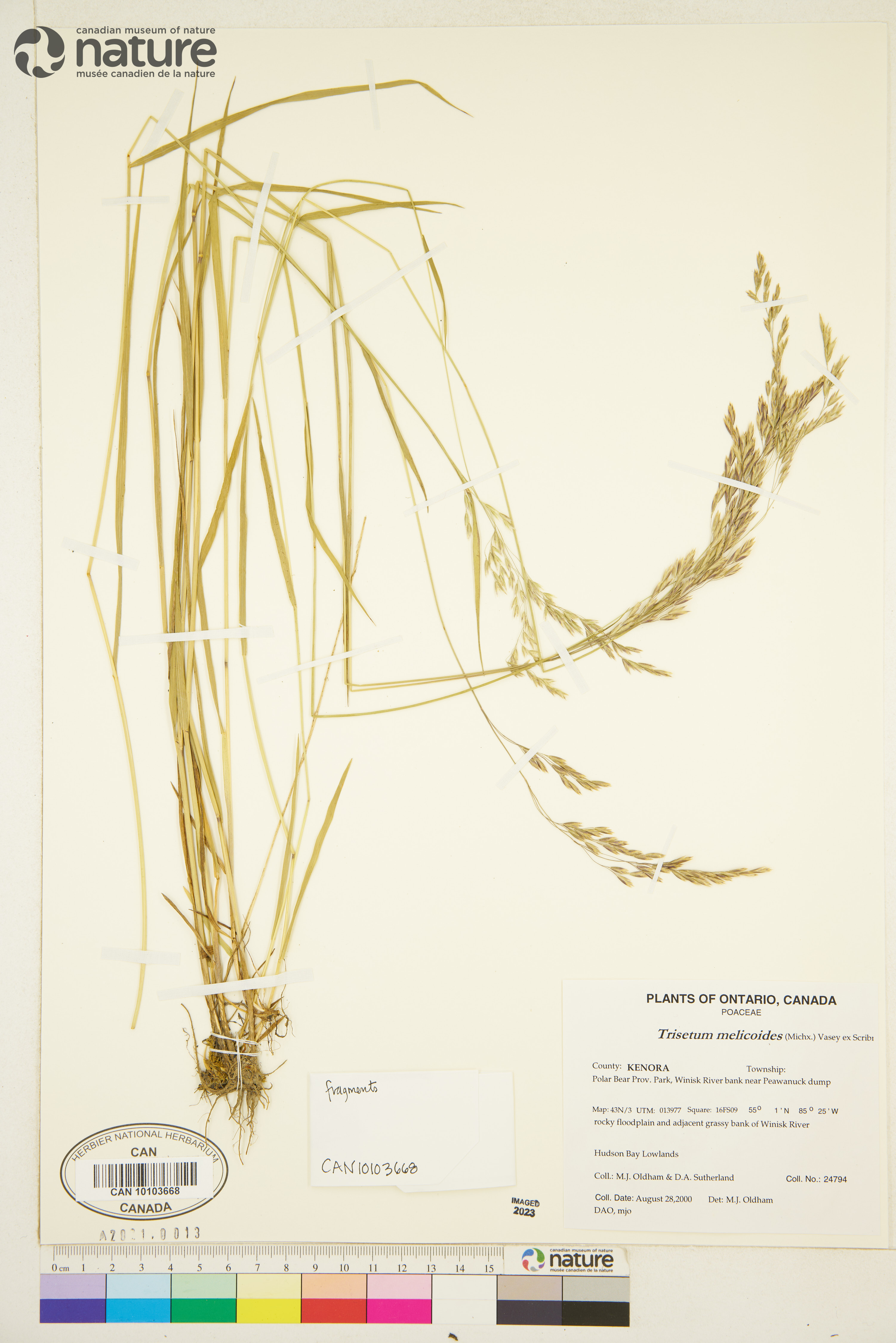 Graphephorum melicoides image