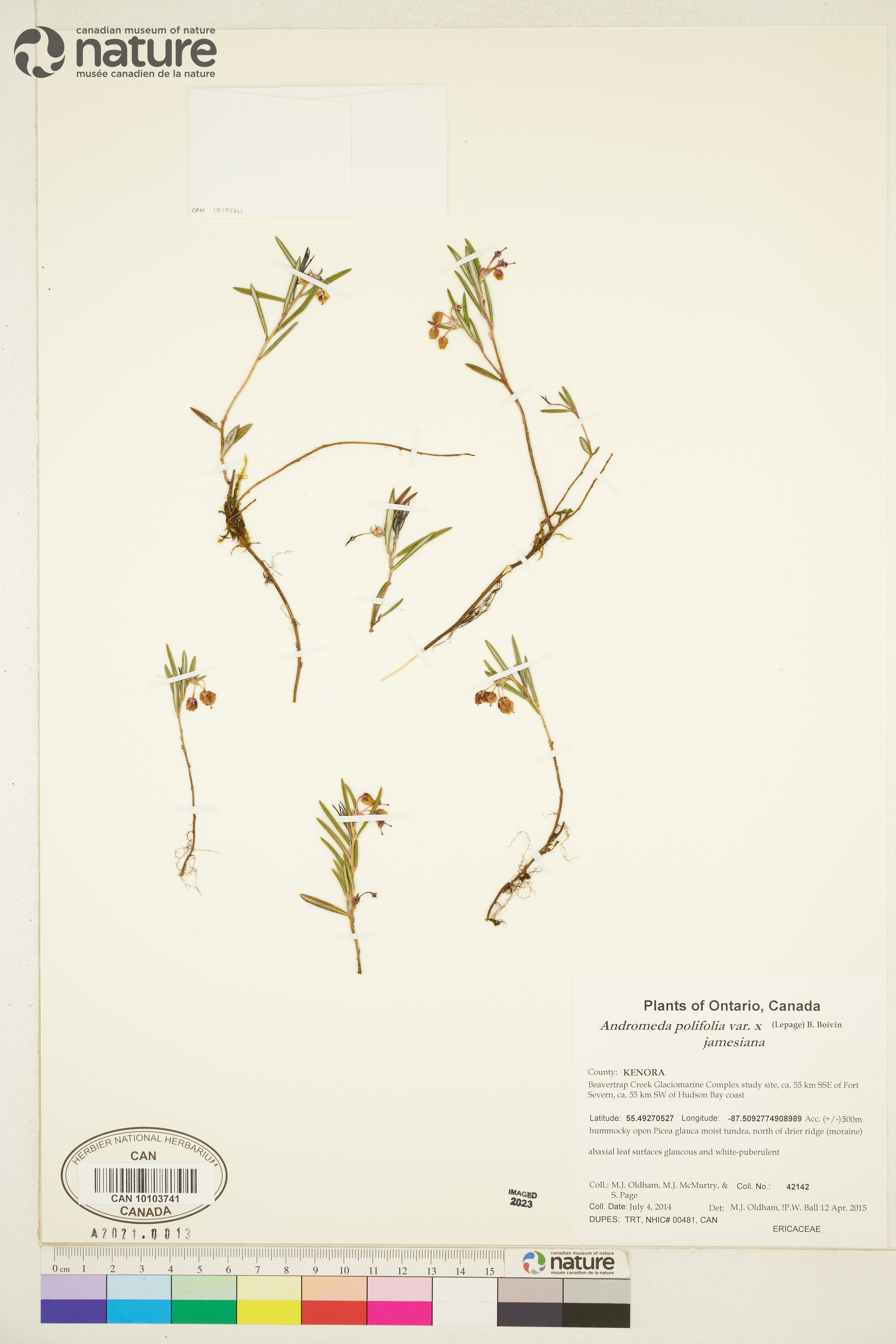 Andromeda polifolia var. jamesiana image