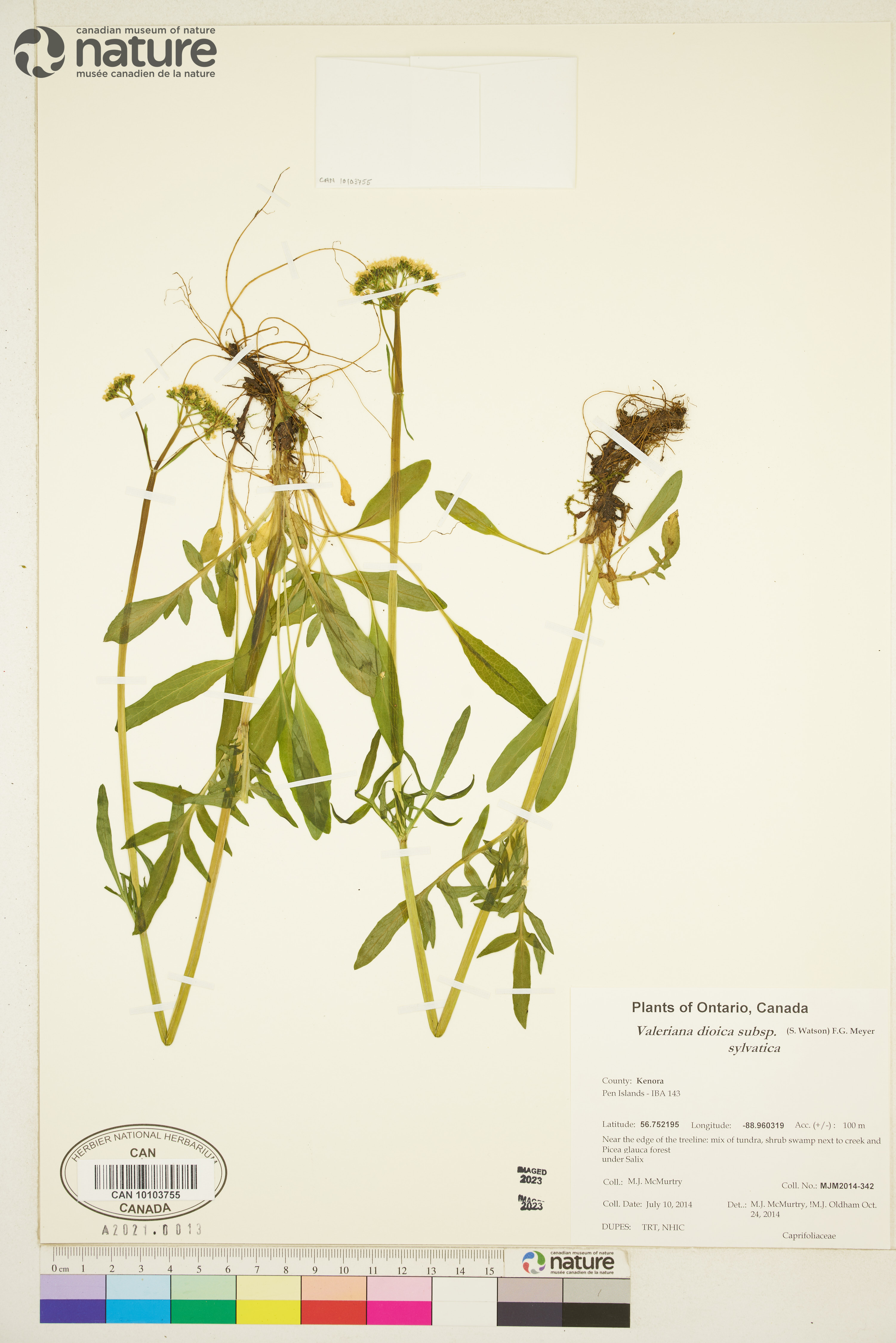 Valeriana dioica subsp. sylvatica image