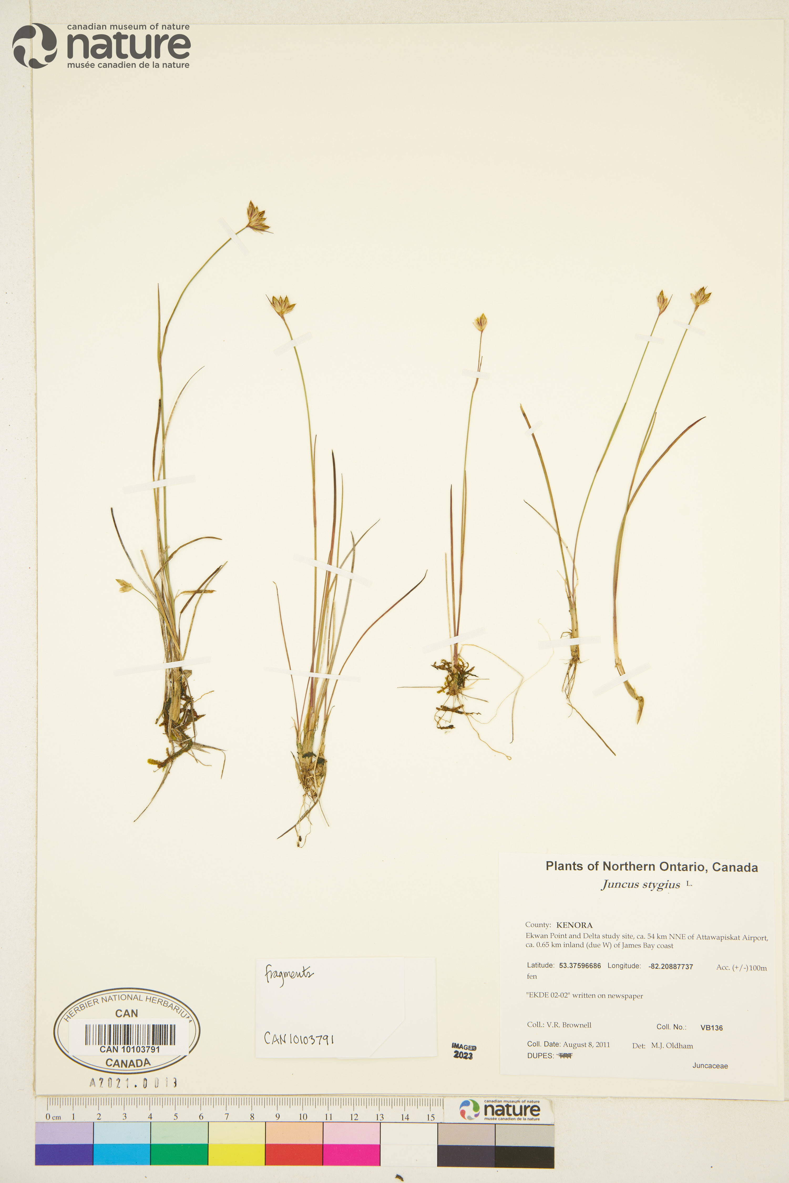 Juncus stygius image