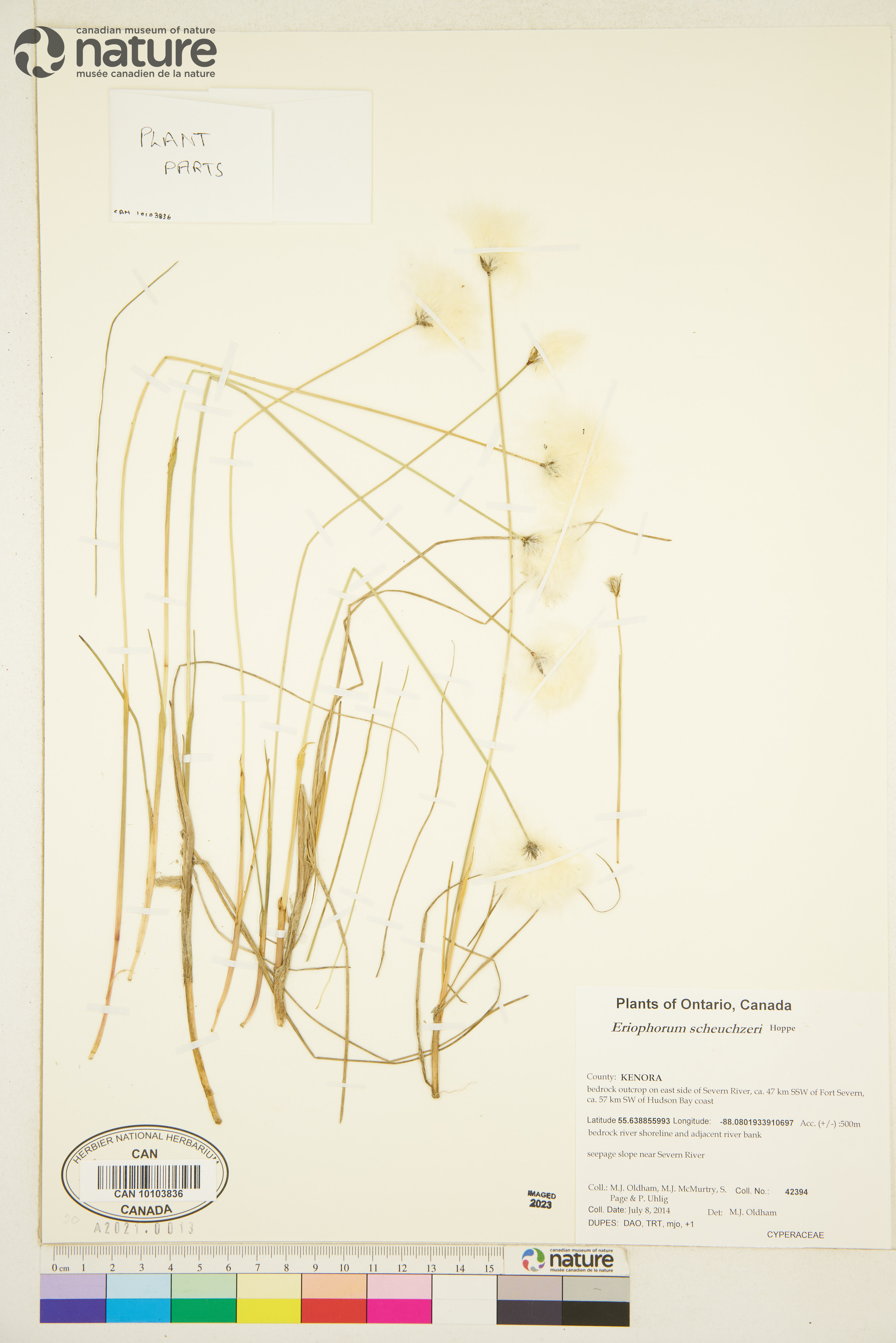 Eriophorum scheuchzeri image