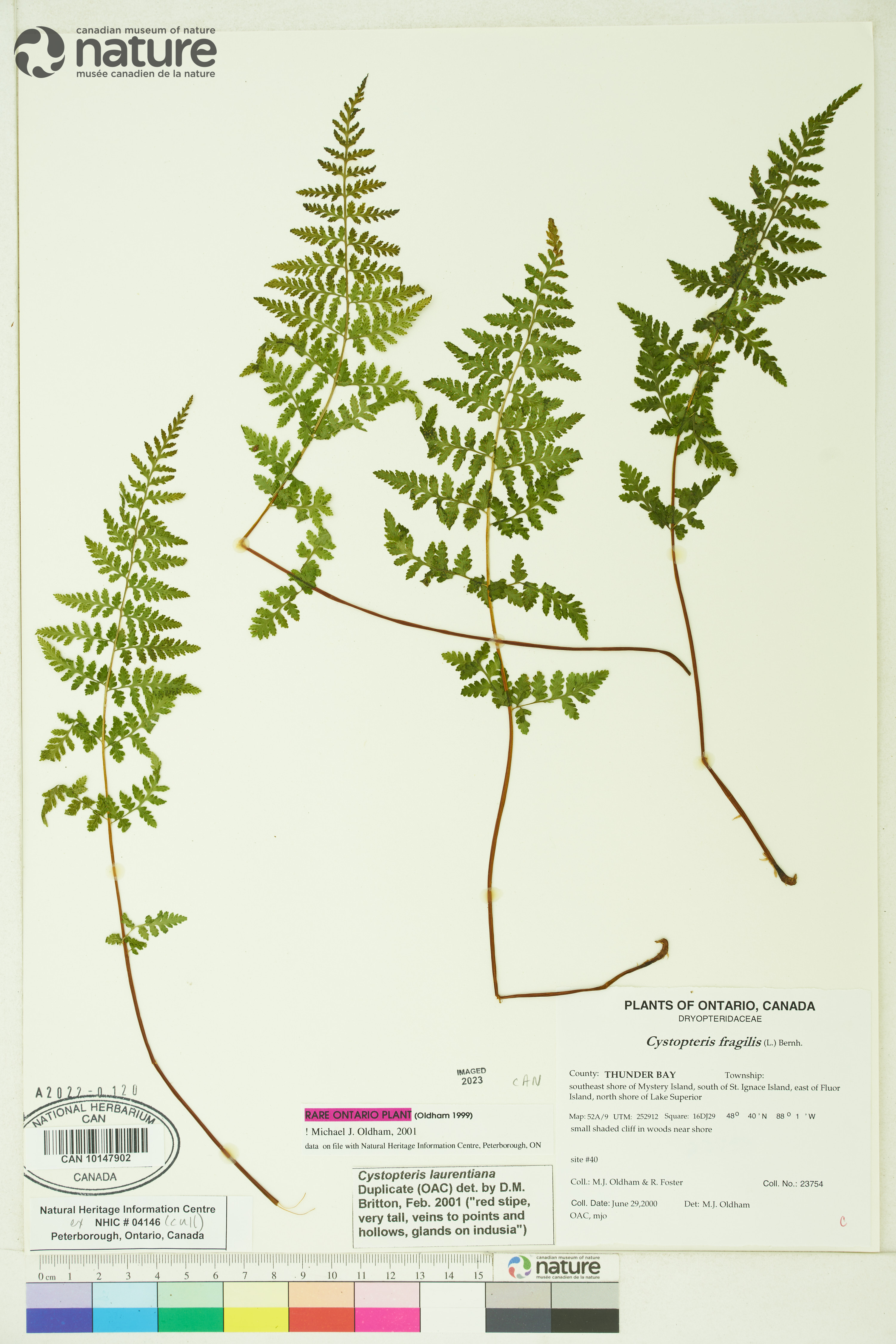Cystopteris laurentiana image