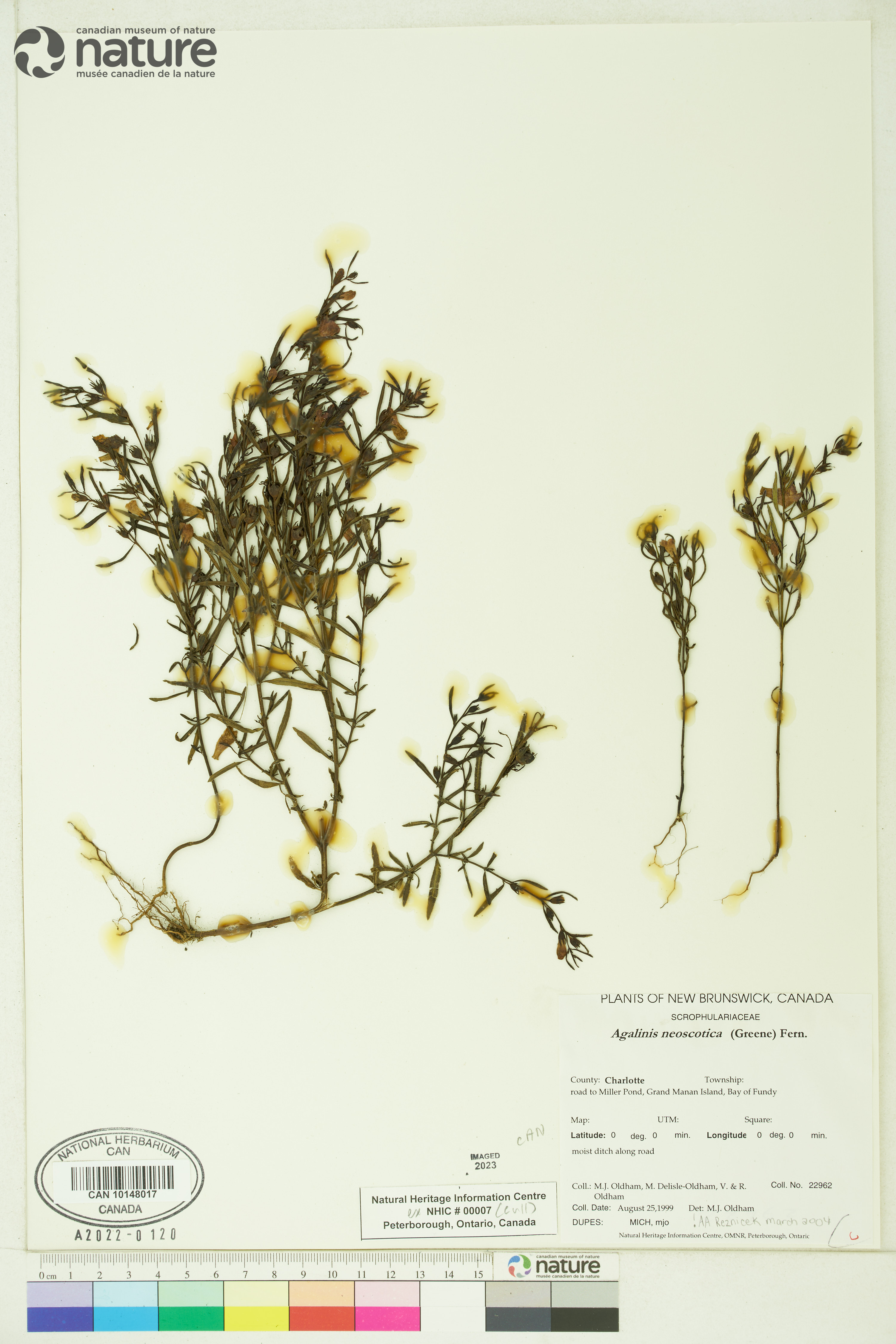 Agalinis neoscotica image