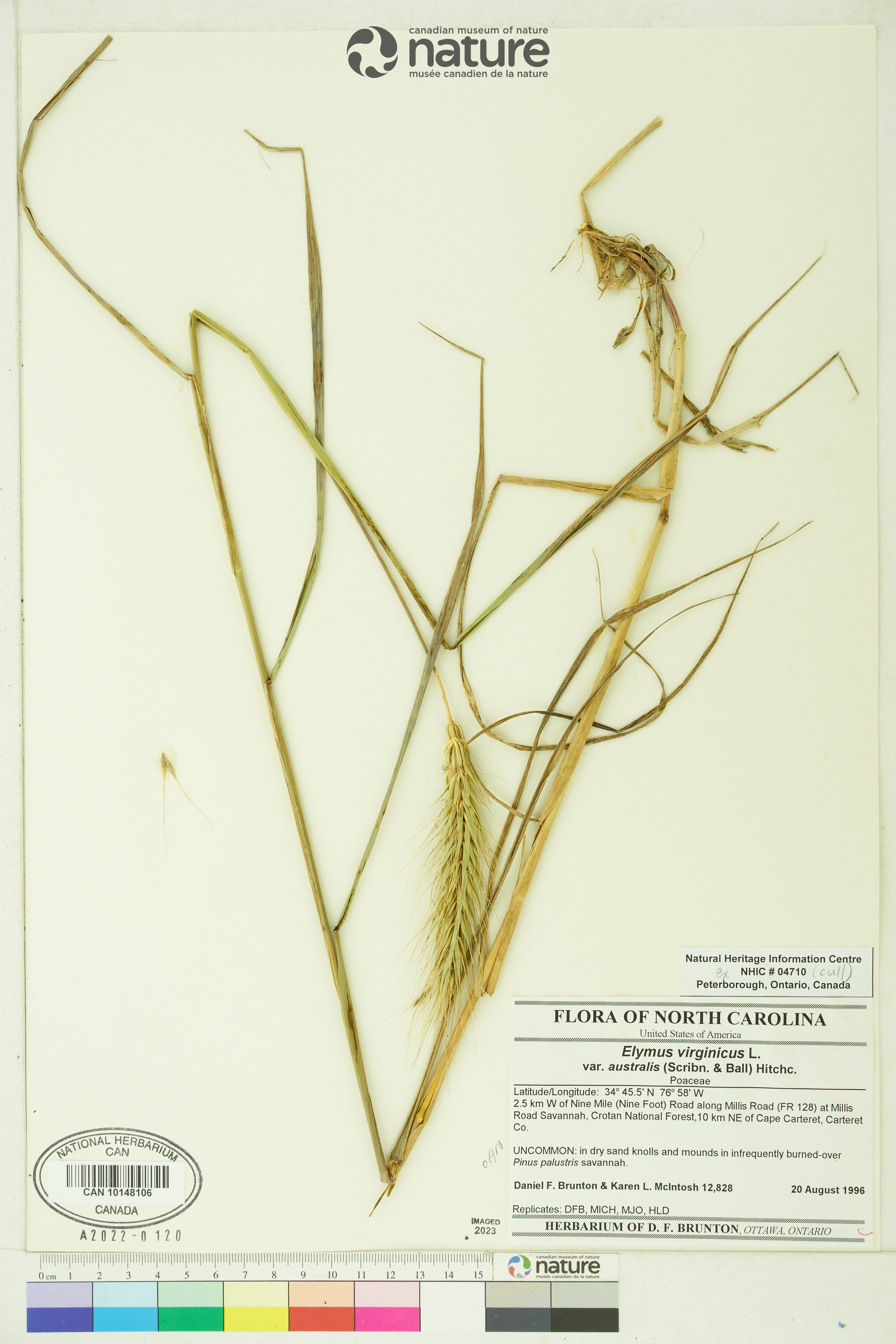 Elymus glabriflorus image