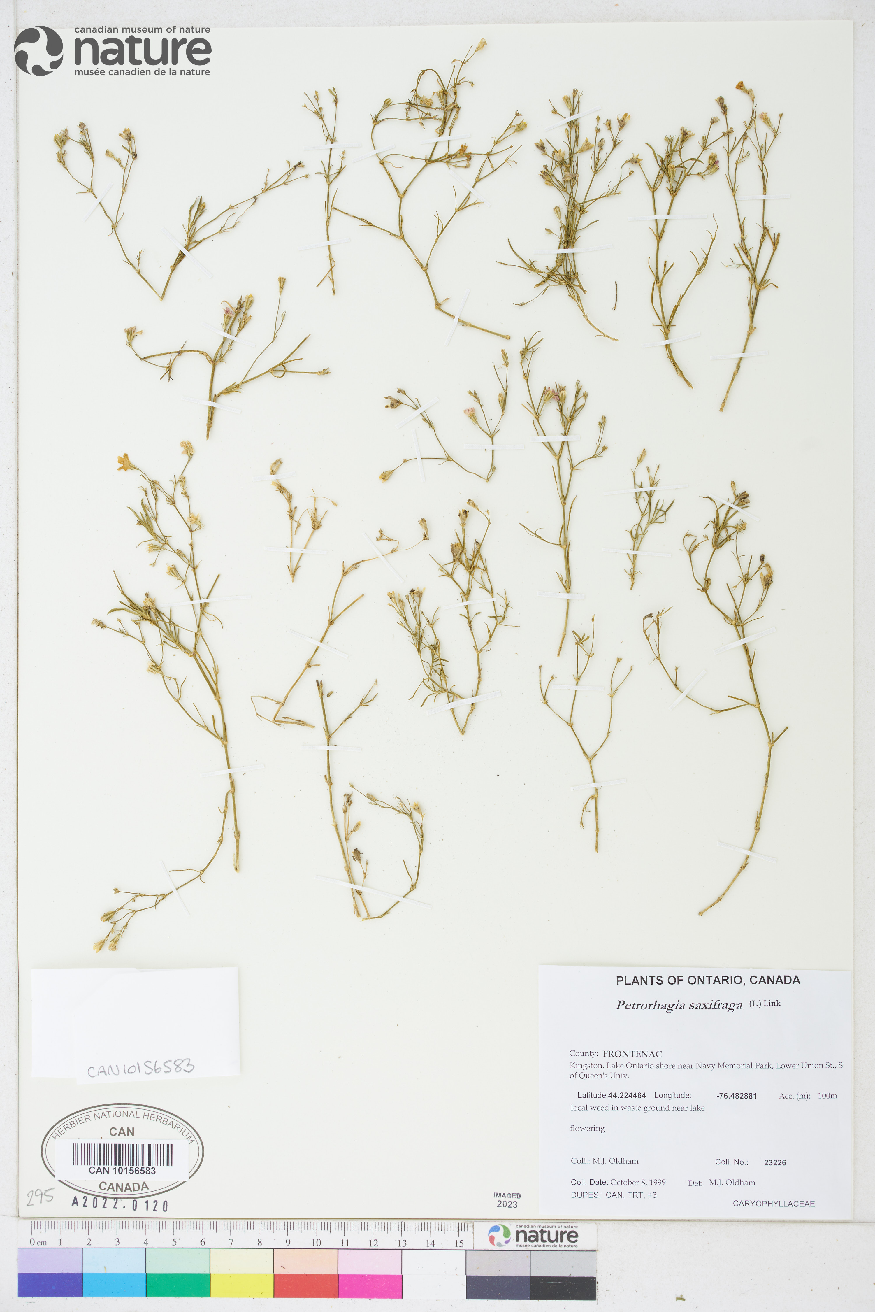 Petrorhagia saxifraga image