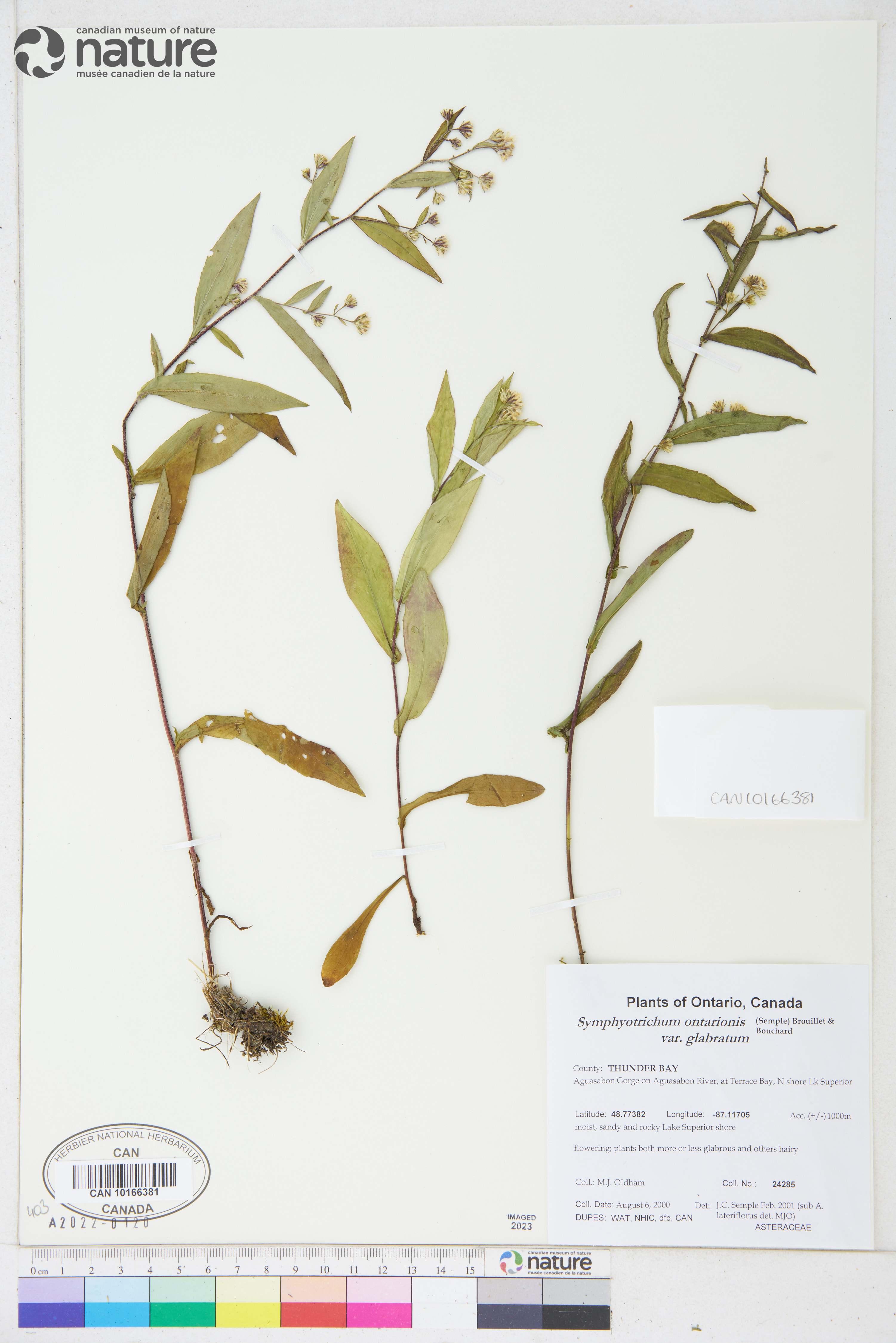 Symphyotrichum ontarionis var. glabratum image