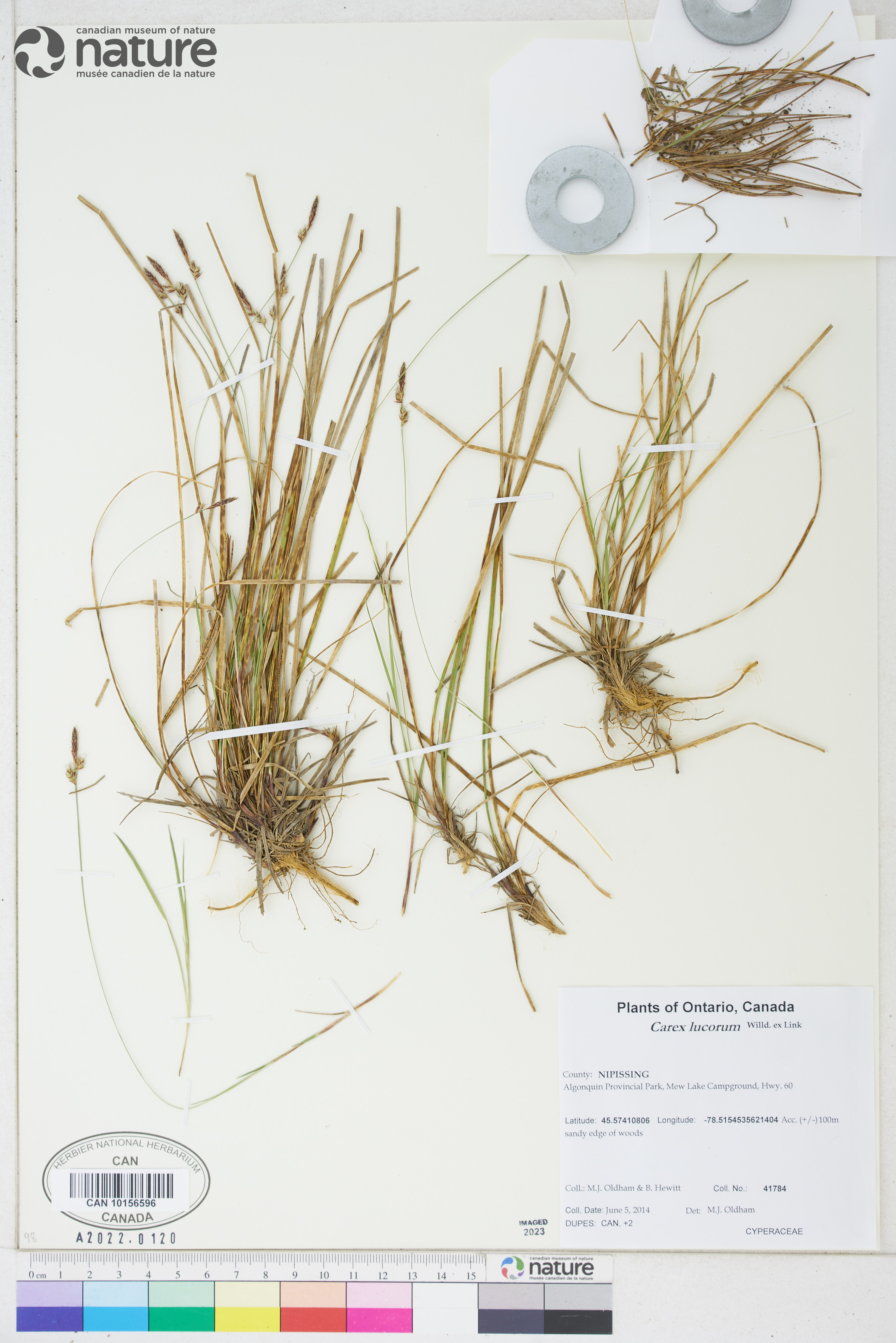 Carex lucorum image