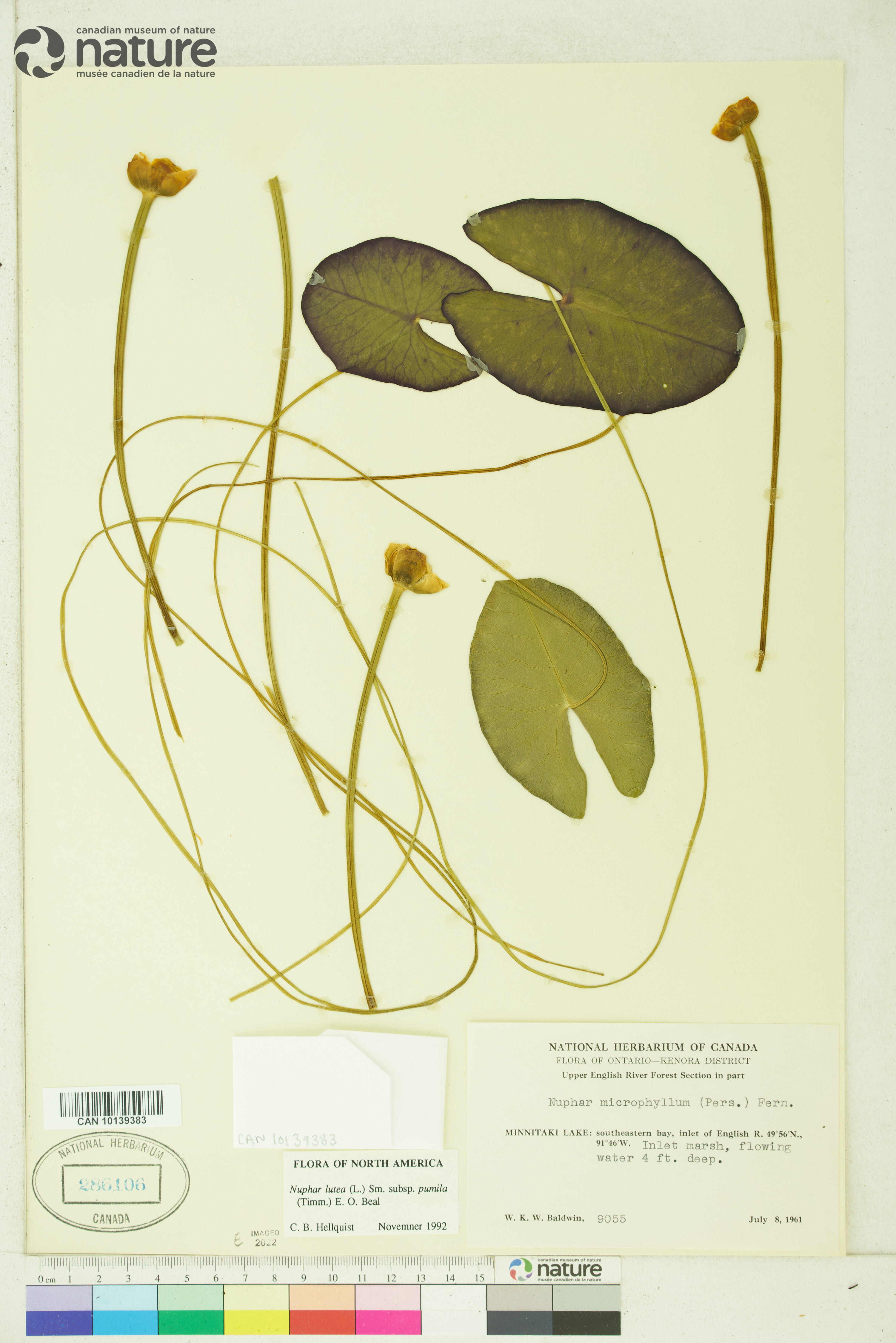 Nuphar pumila image