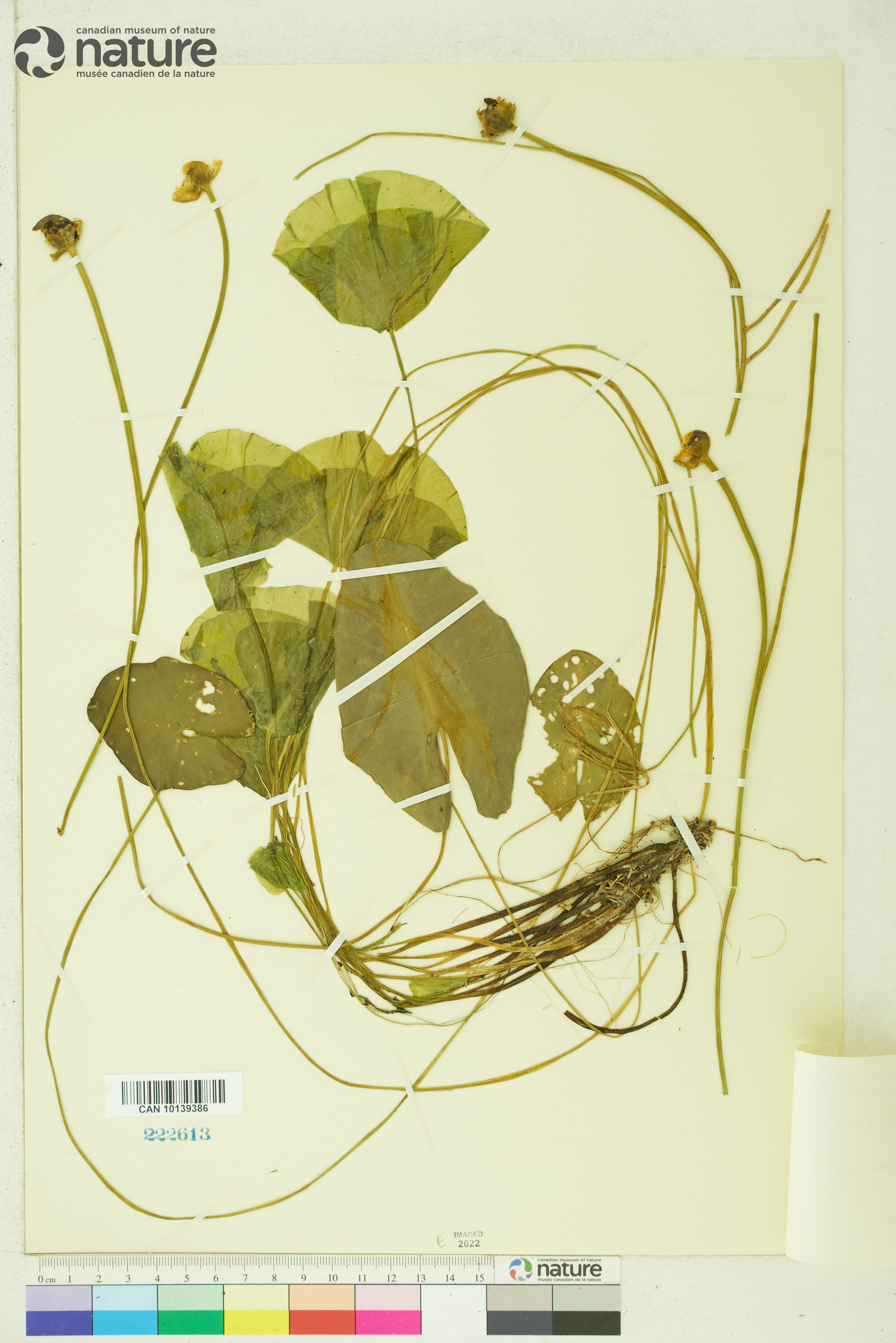 Nuphar pumila image