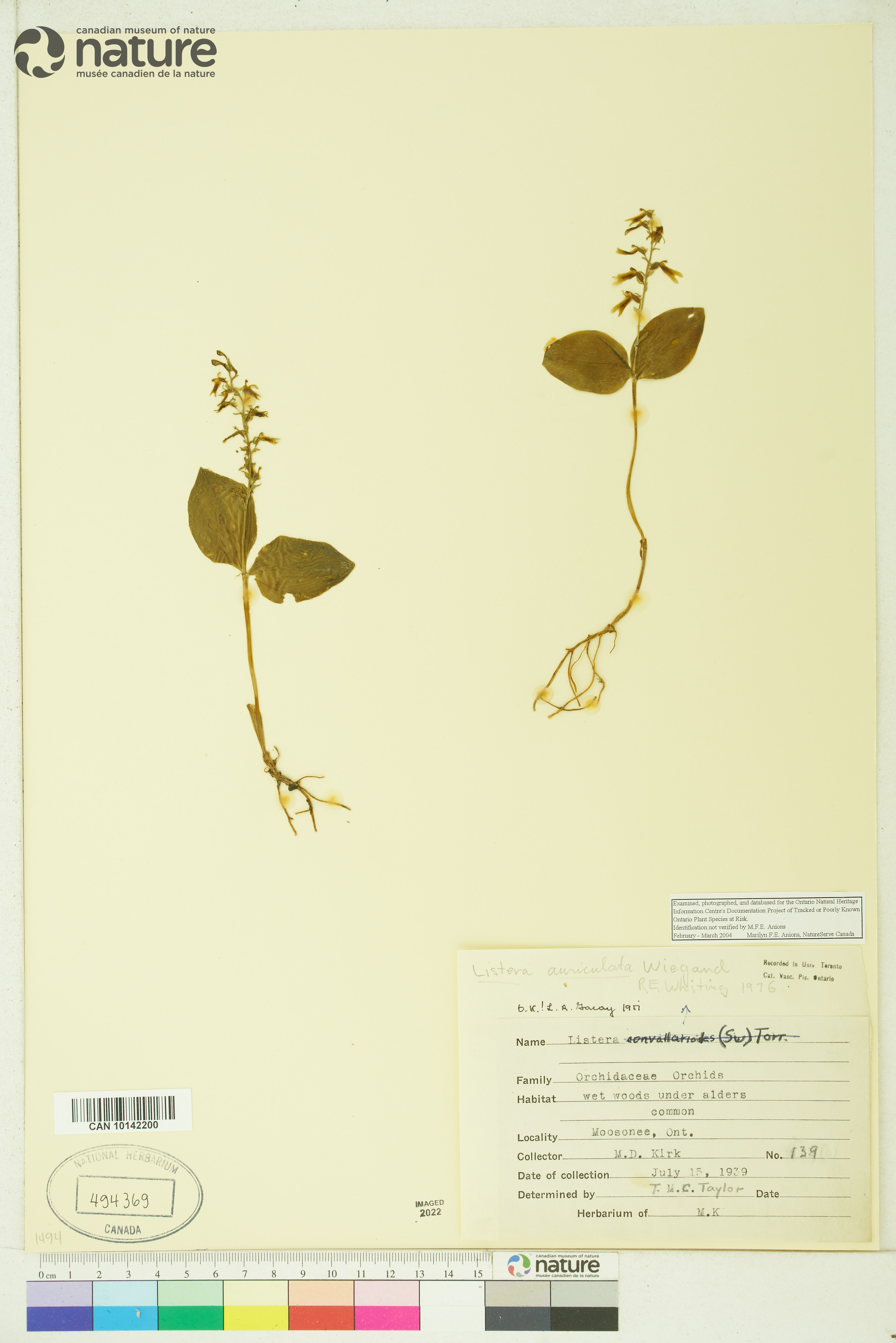 Listera auriculata image