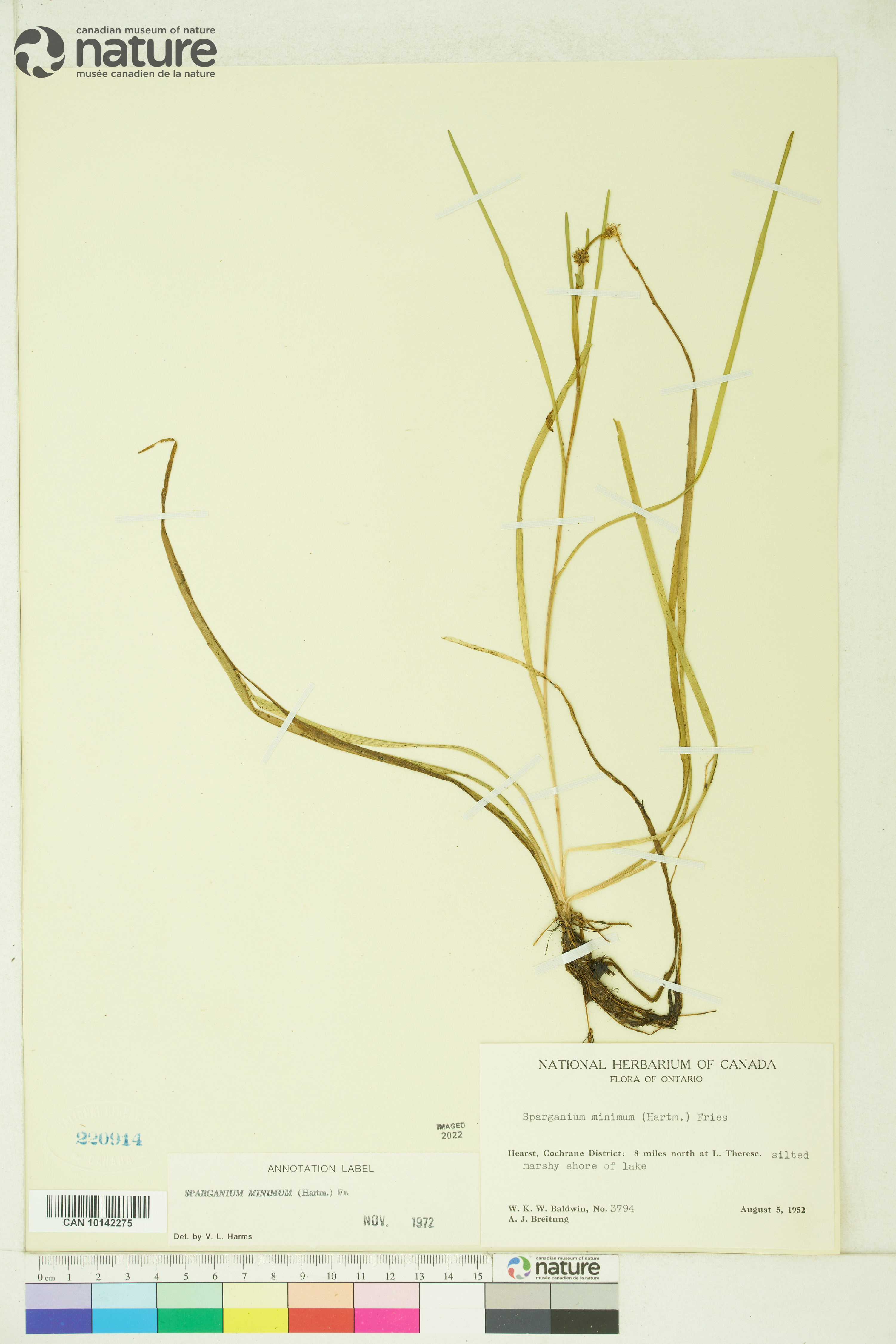 Sparganium natans image