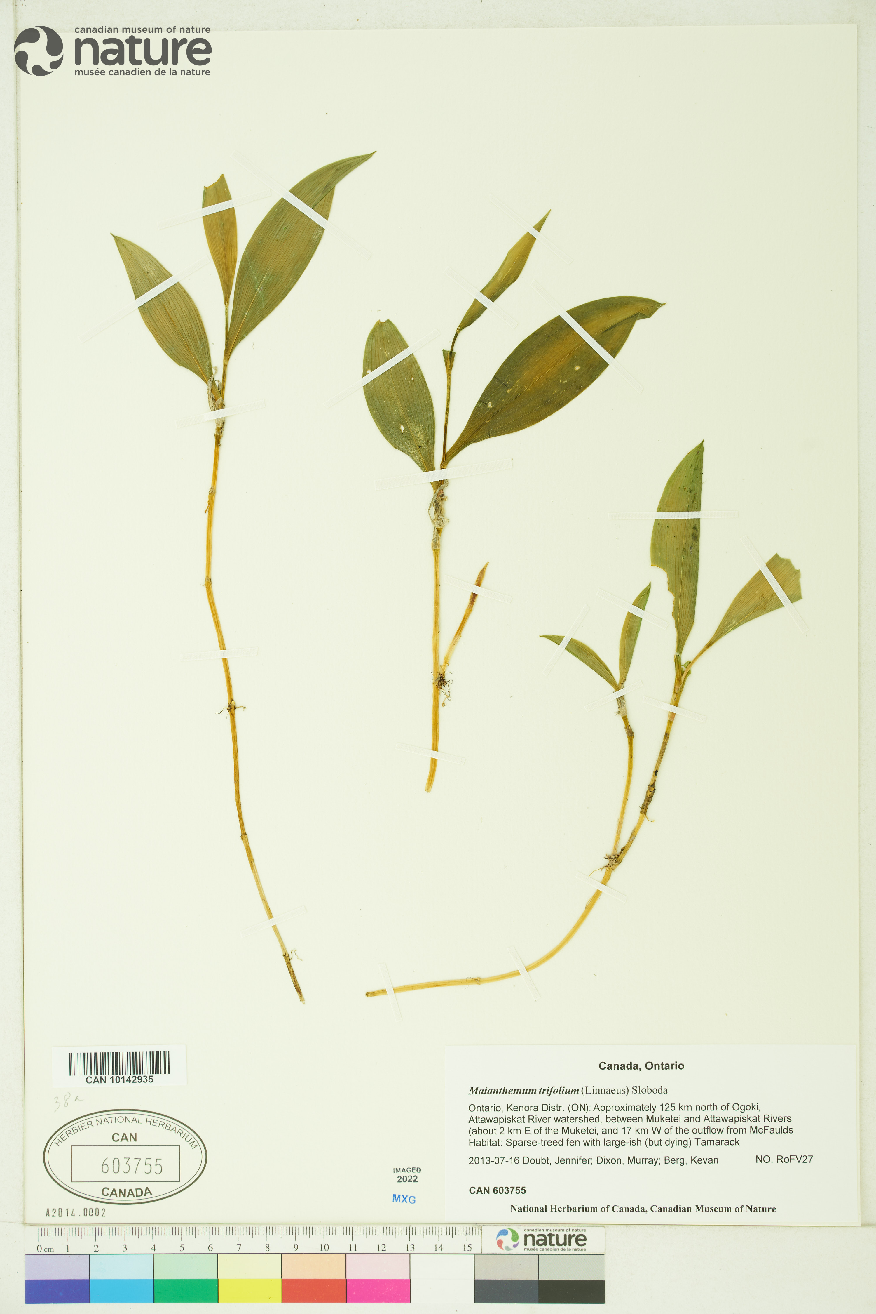 Smilacina trifolia image
