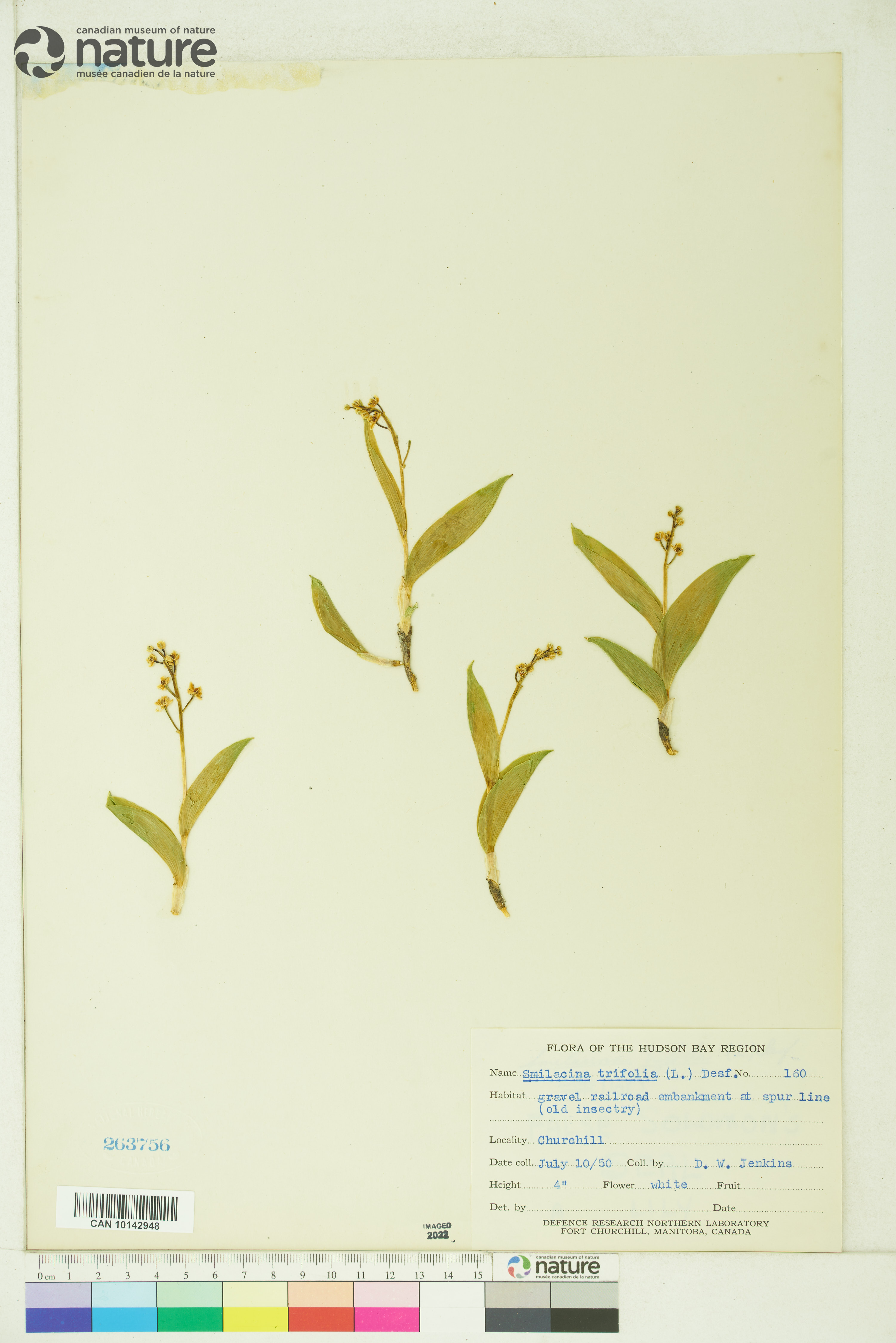 Smilacina trifolia image