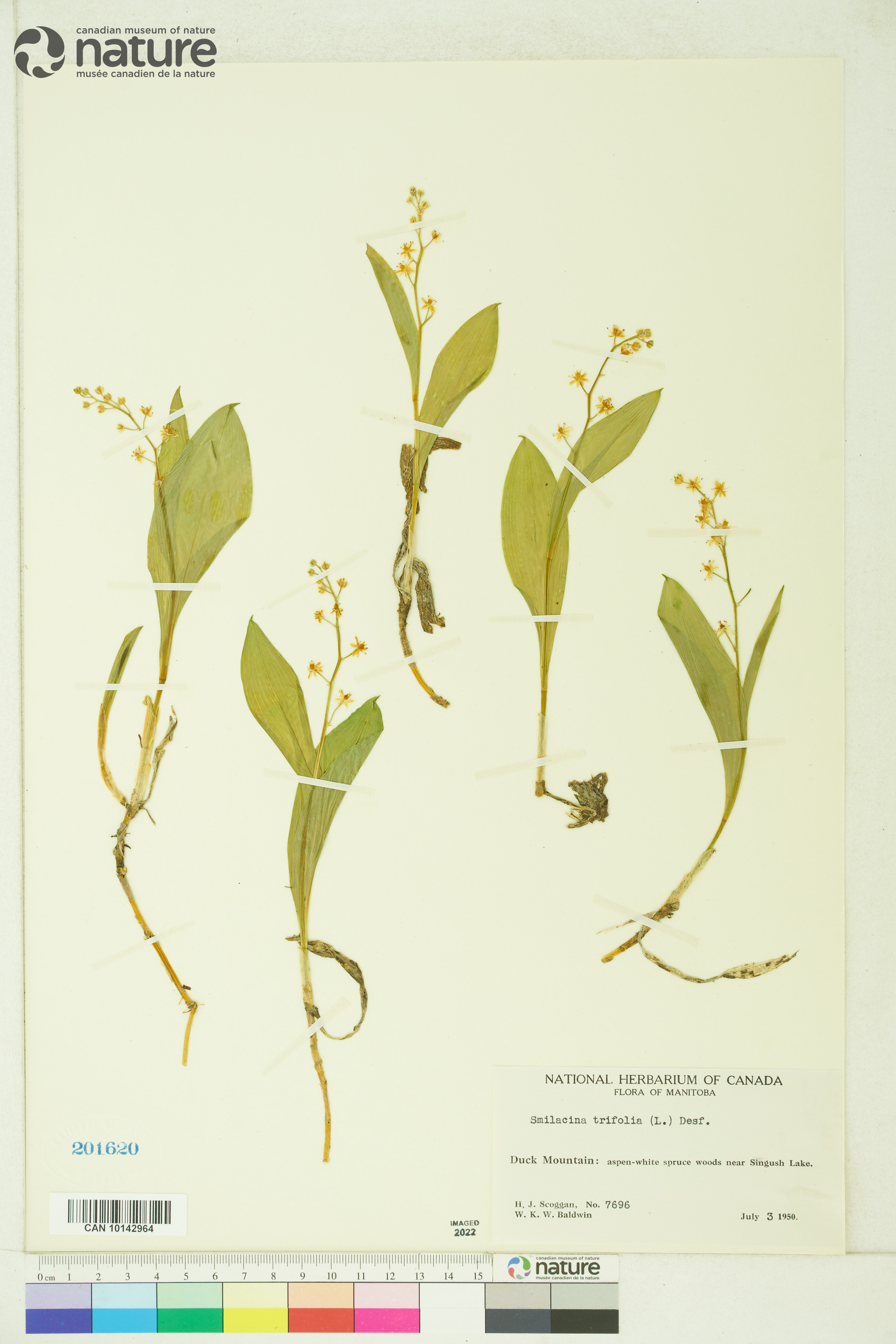 Smilacina image