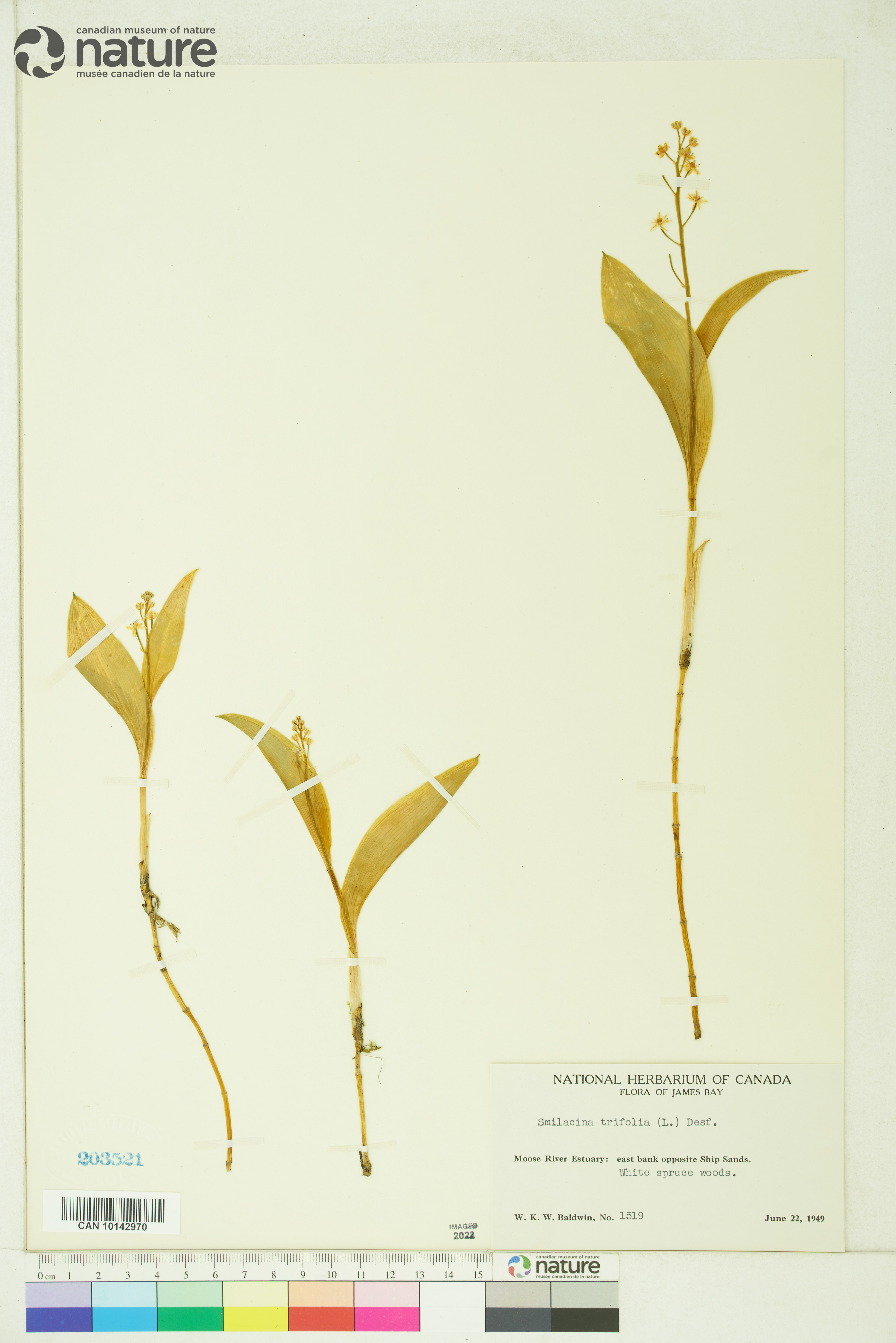 Smilacina trifolia image