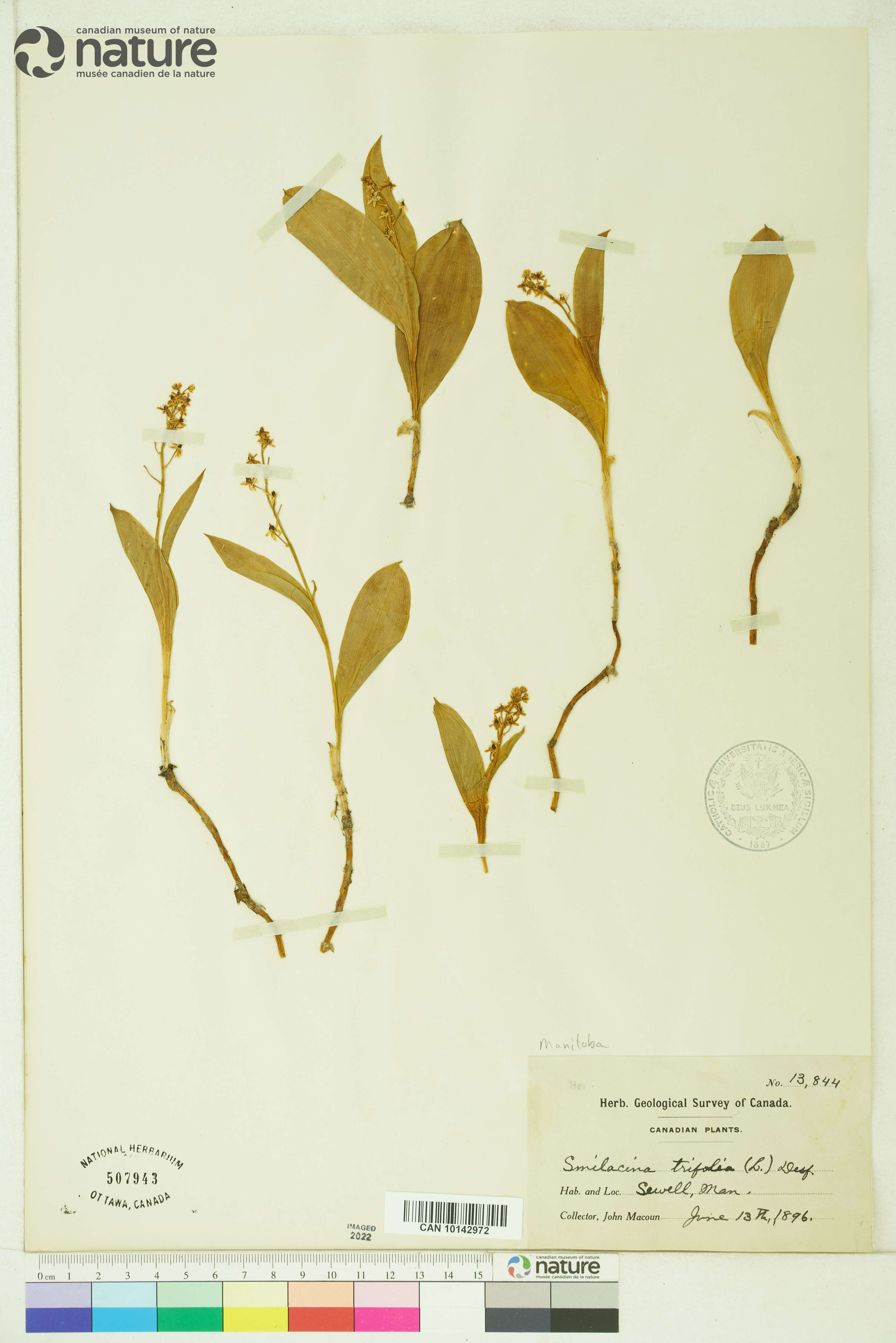 Smilacina trifolia image