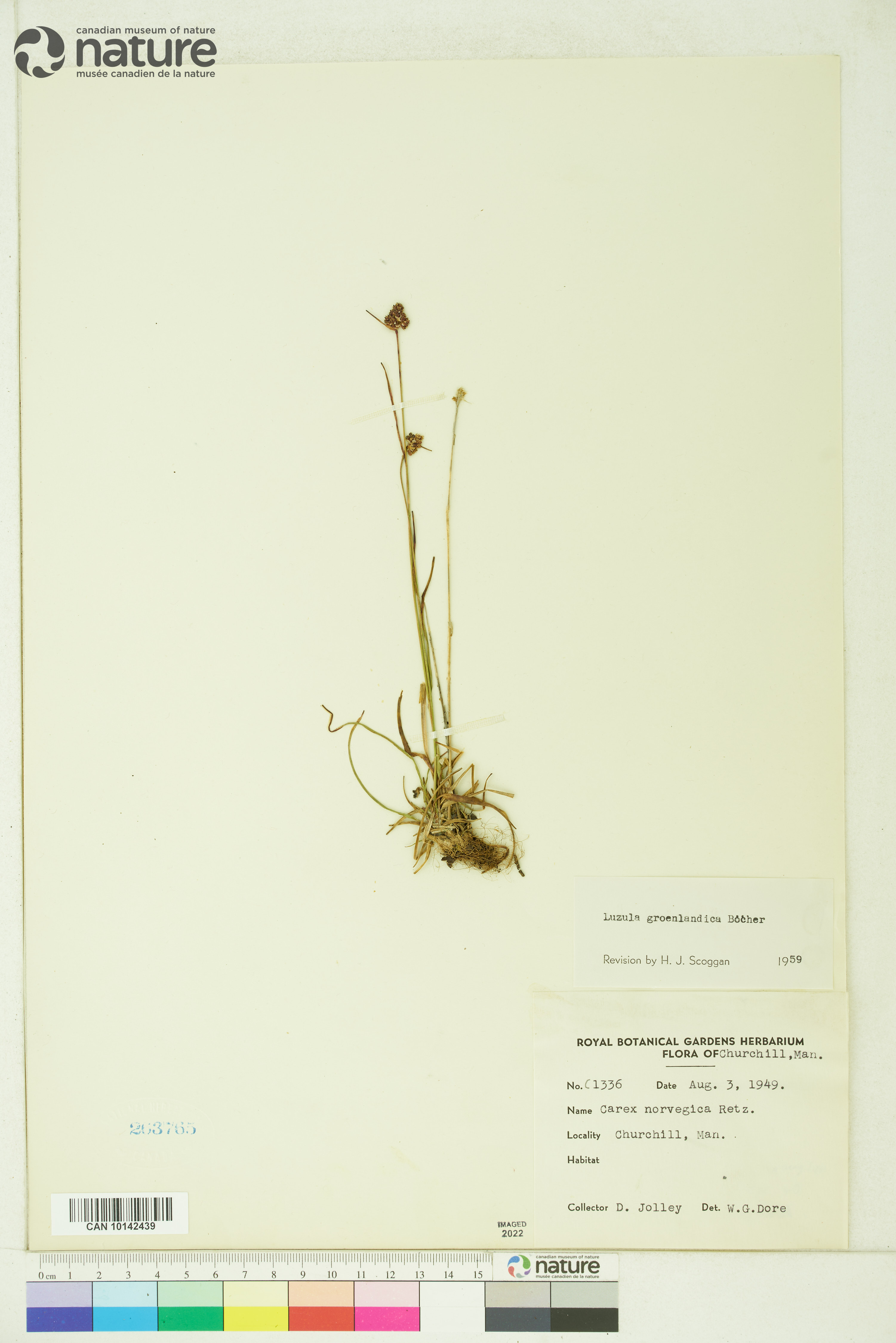 Luzula groenlandica image