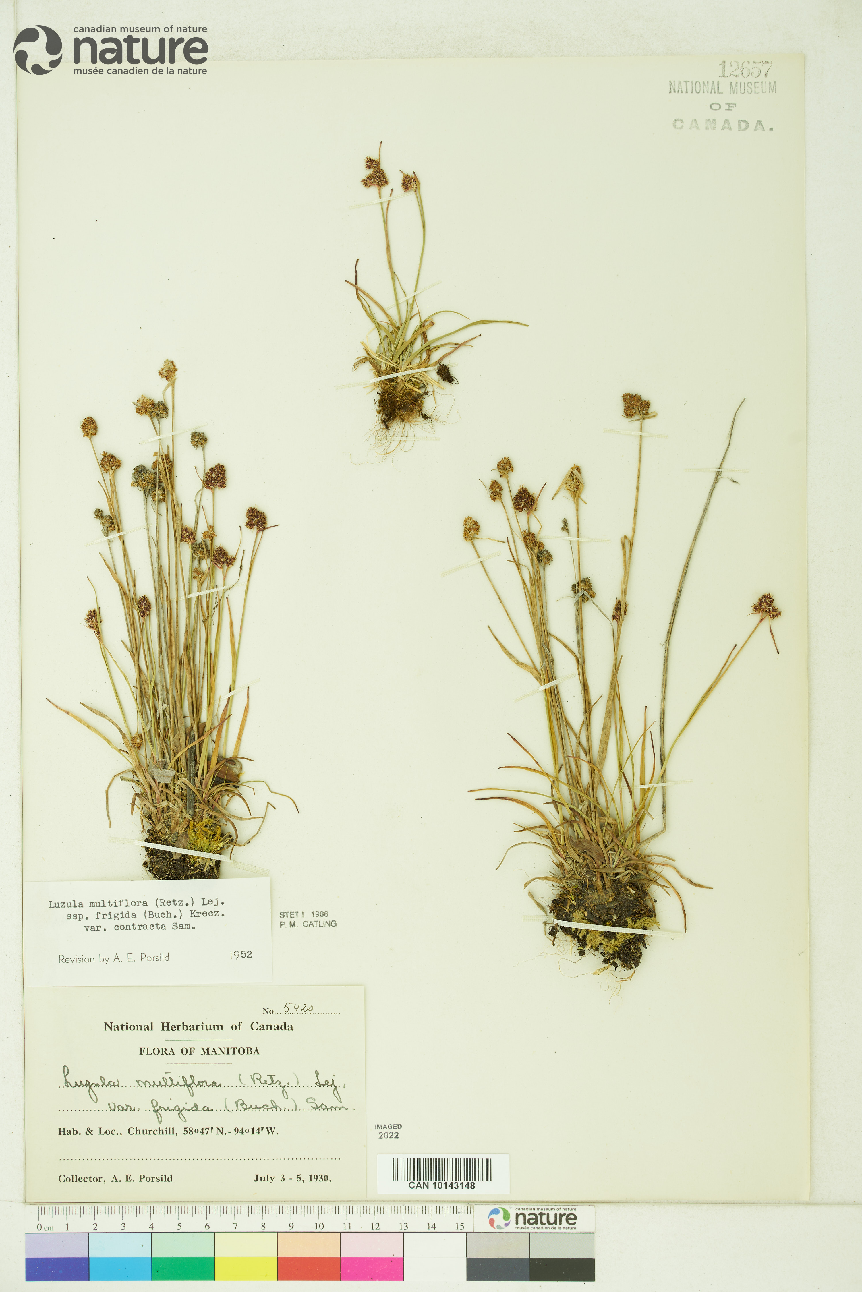 Luzula multiflora subsp. frigida image