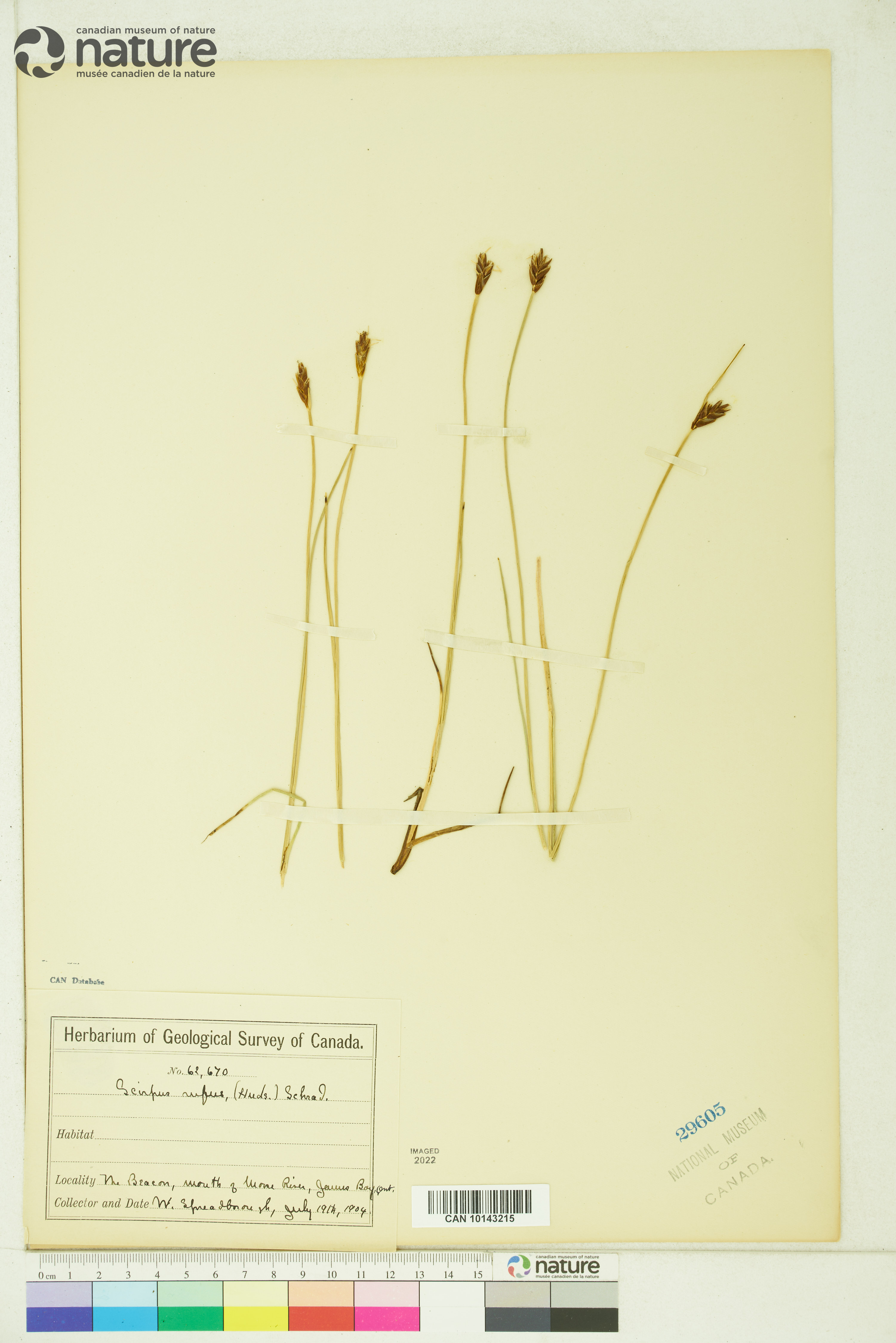 Blysmopsis rufa image