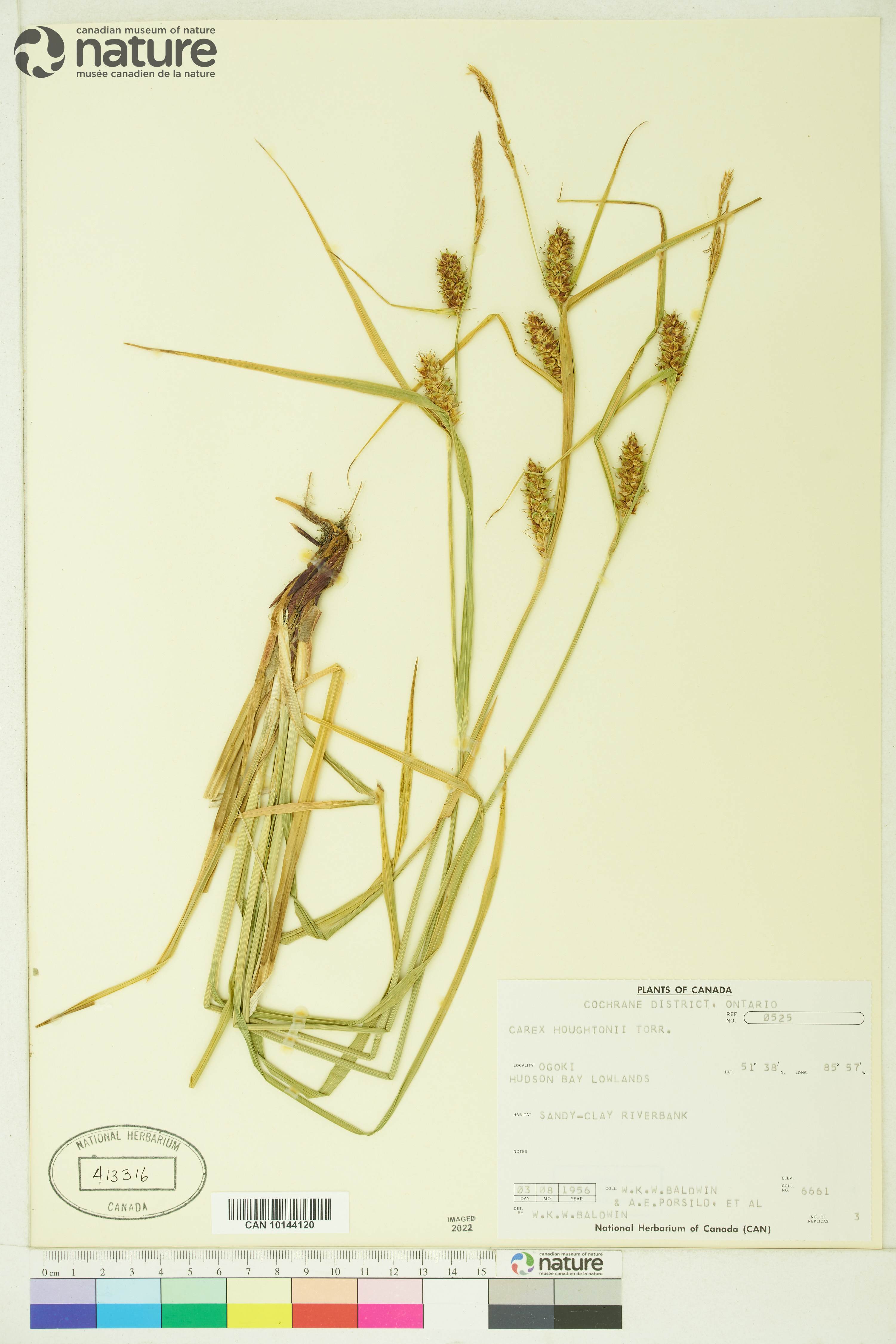 Carex houghtoniana image