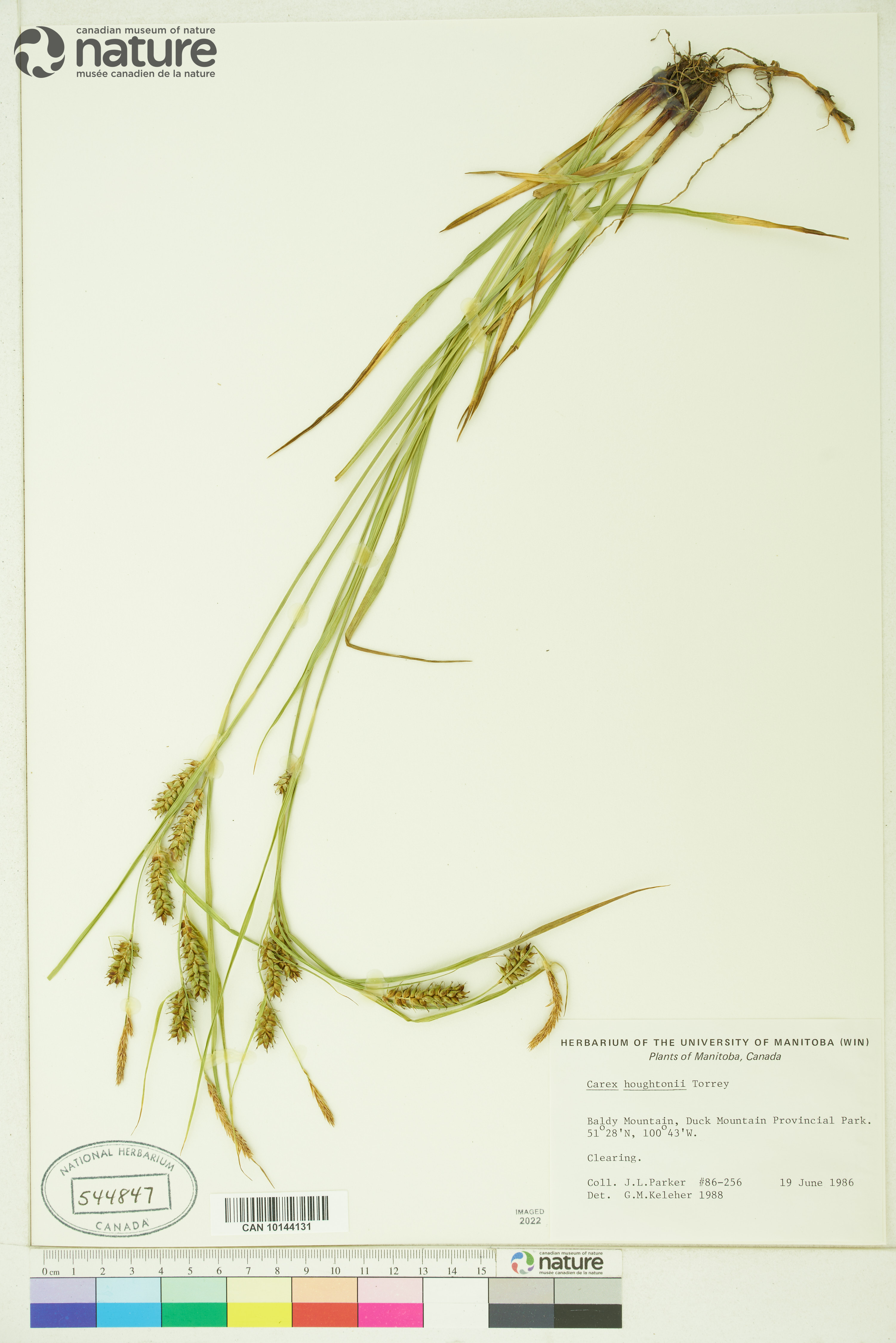 Carex houghtoniana image