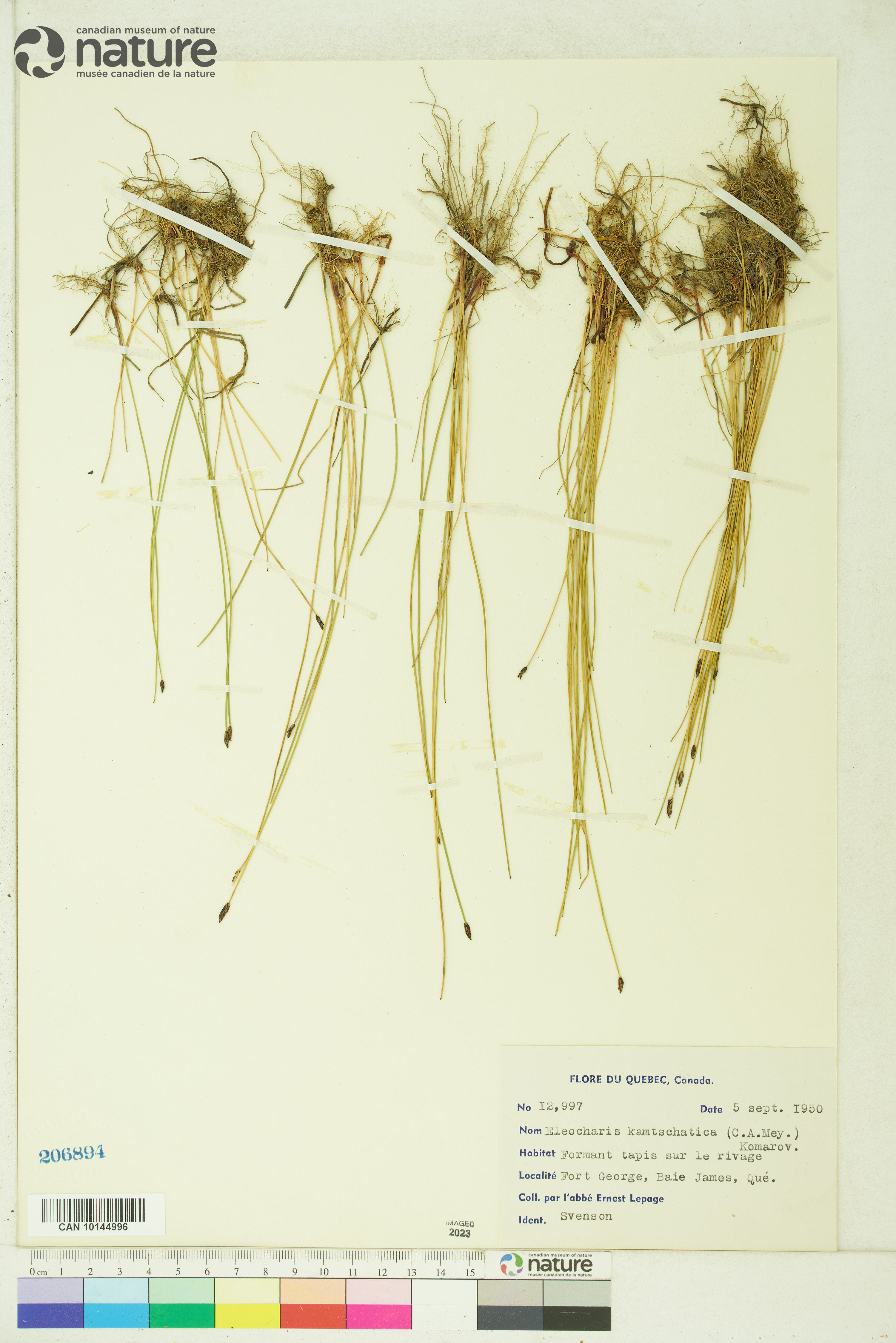 Eriophorum russeolum var. russeolum image