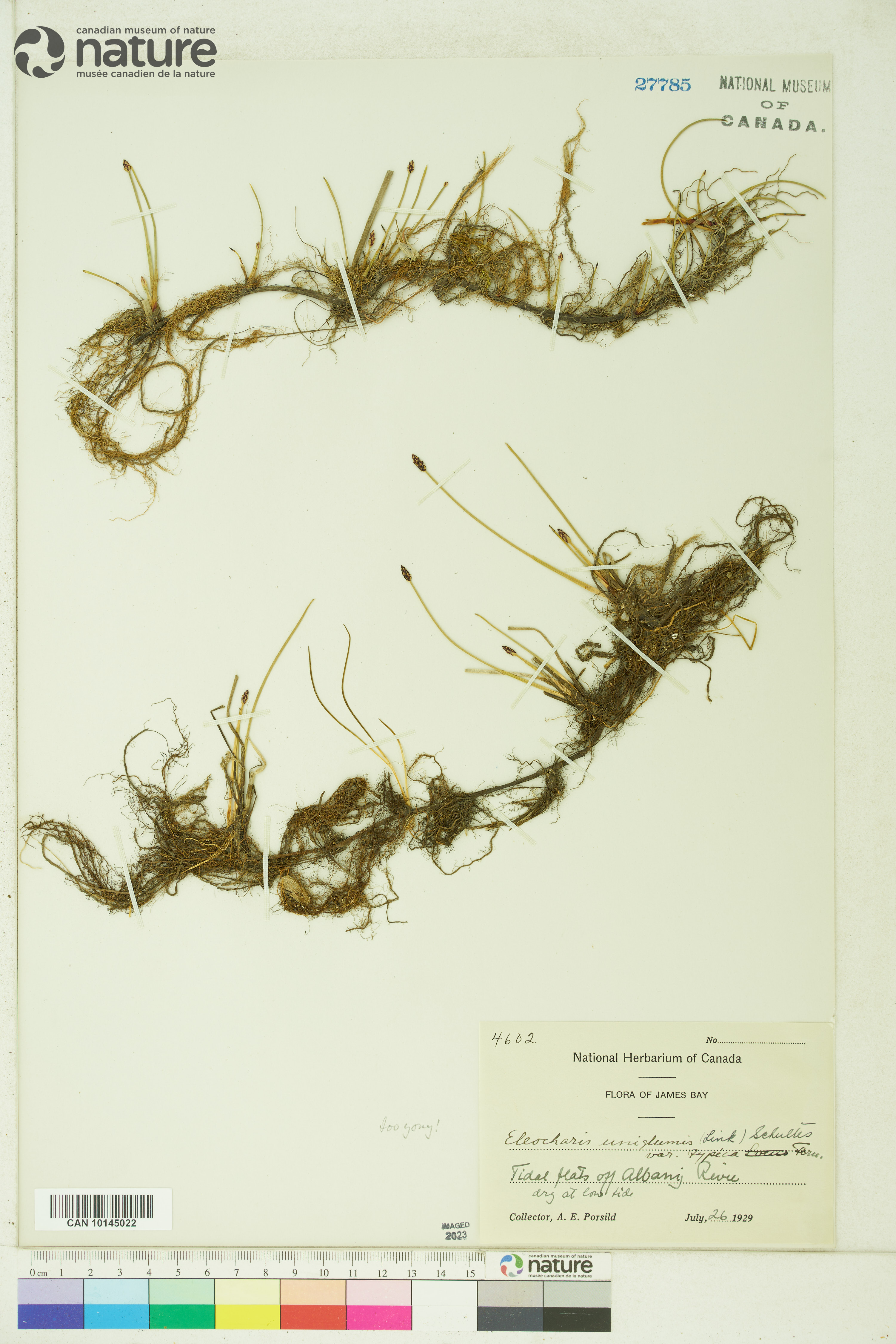 Eleocharis uniglumis image