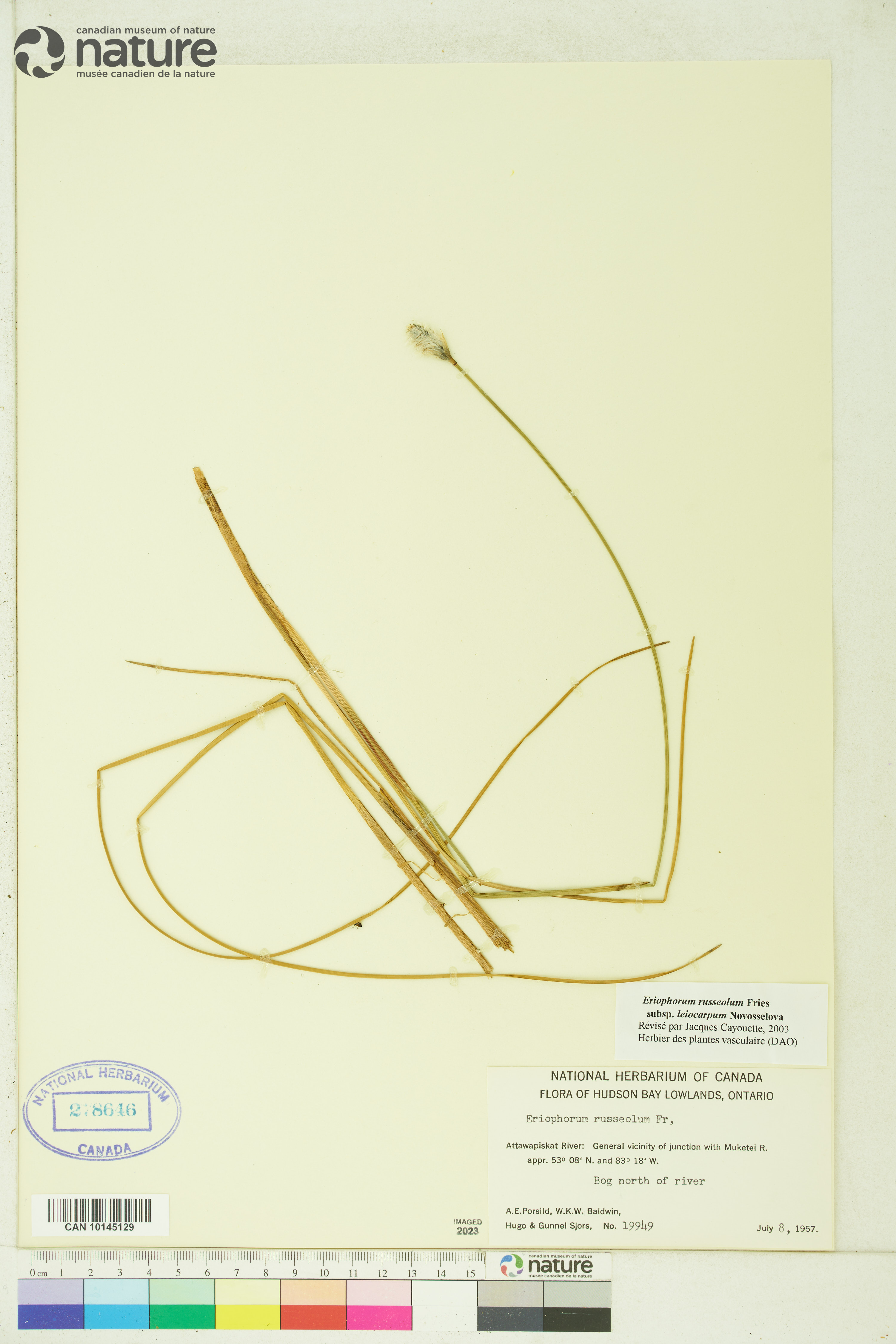 Eriophorum russeolum image