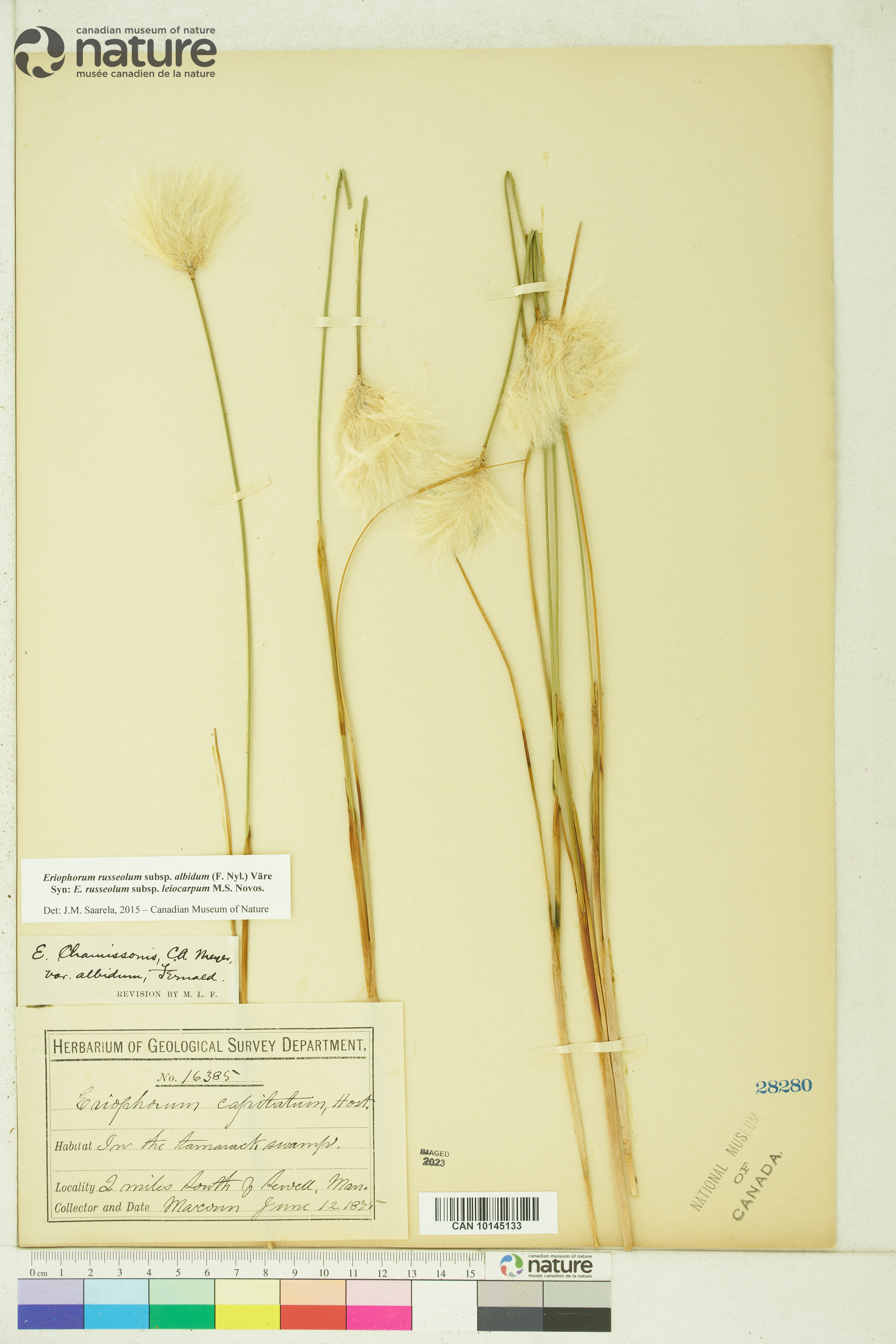 Eriophorum russeolum image