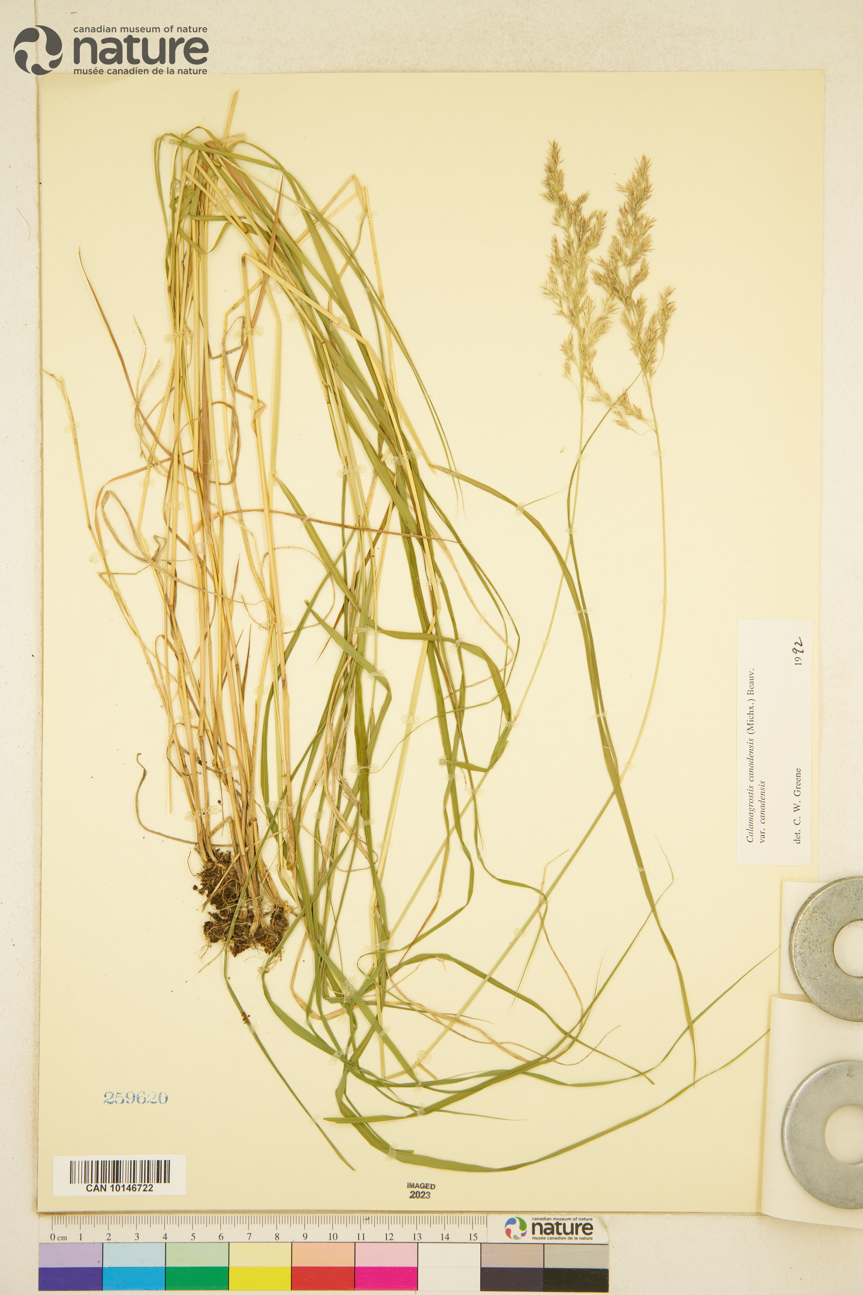 Calamagrostis canadensis var. canadensis image