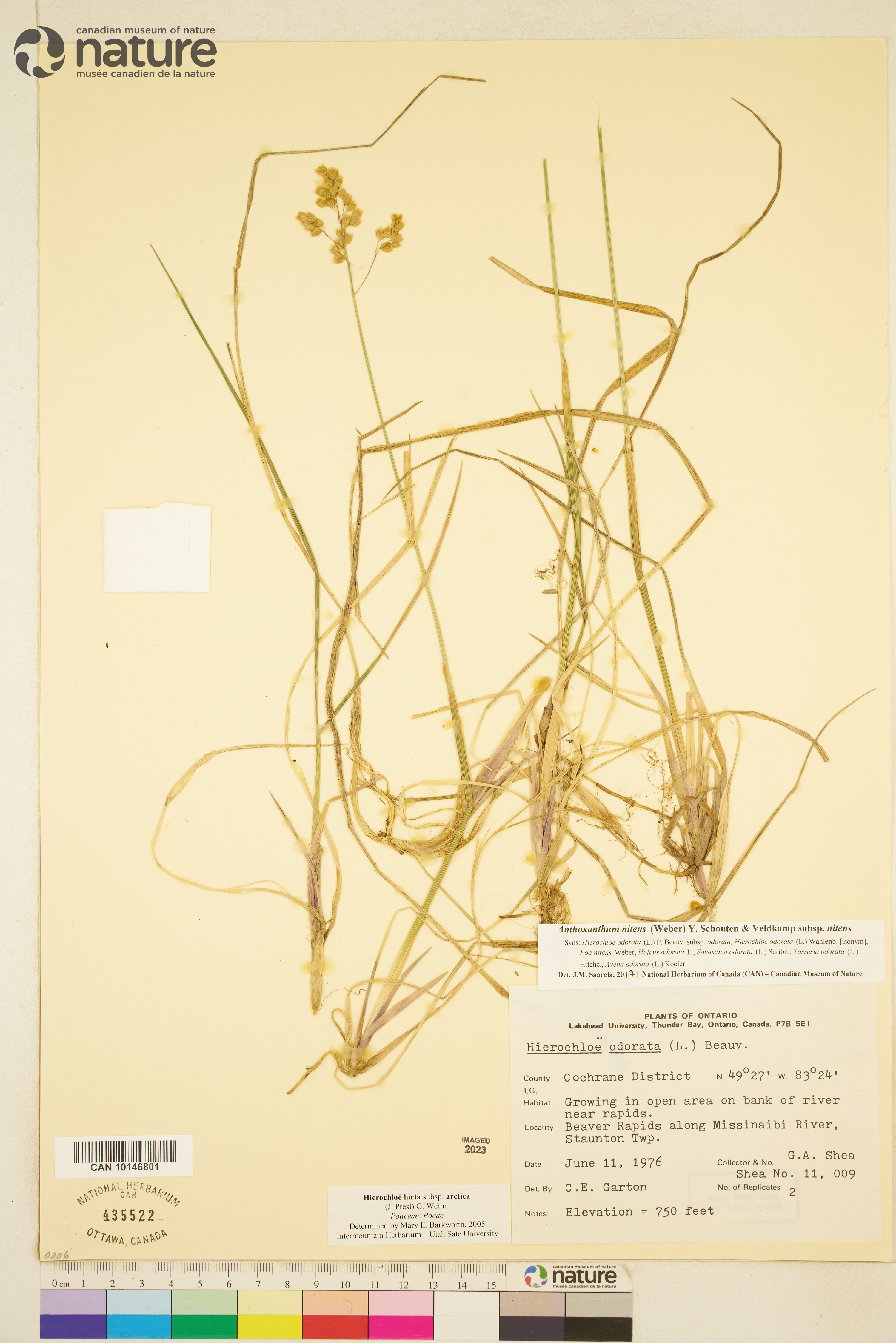 Anthoxanthum nitens image