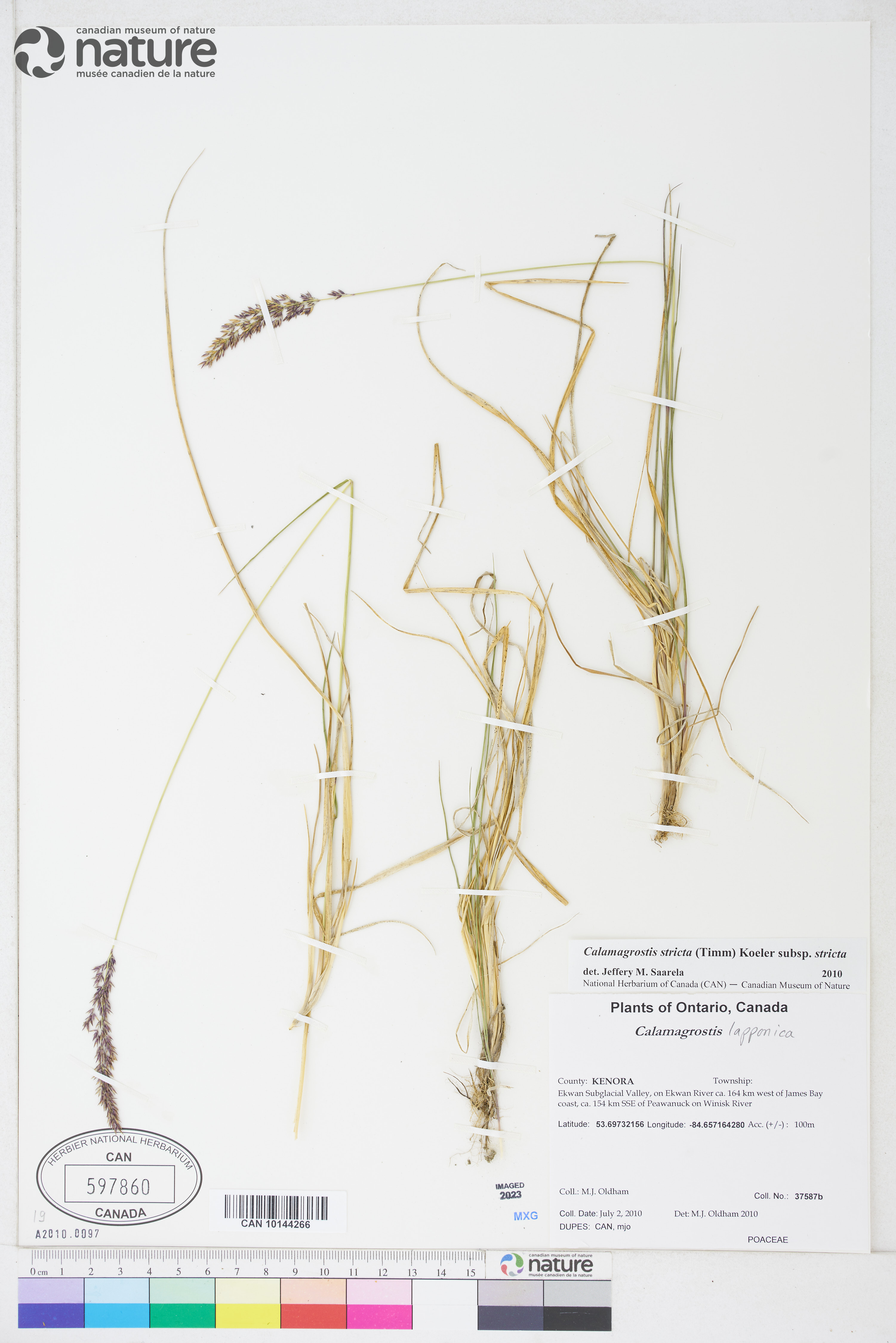 Calamagrostis stricta subsp. stricta image