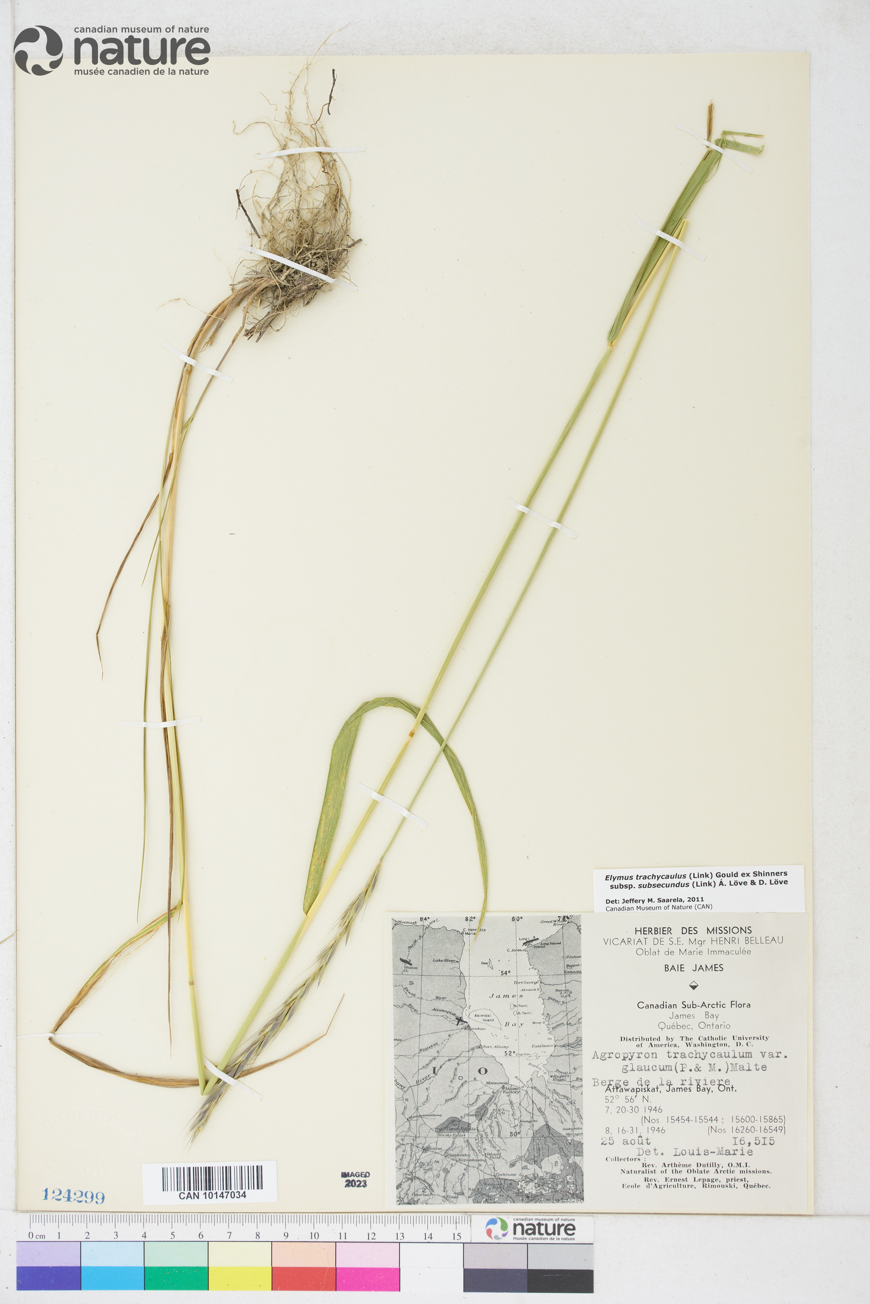 Elymus trachycaulus subsp. subsecundus image