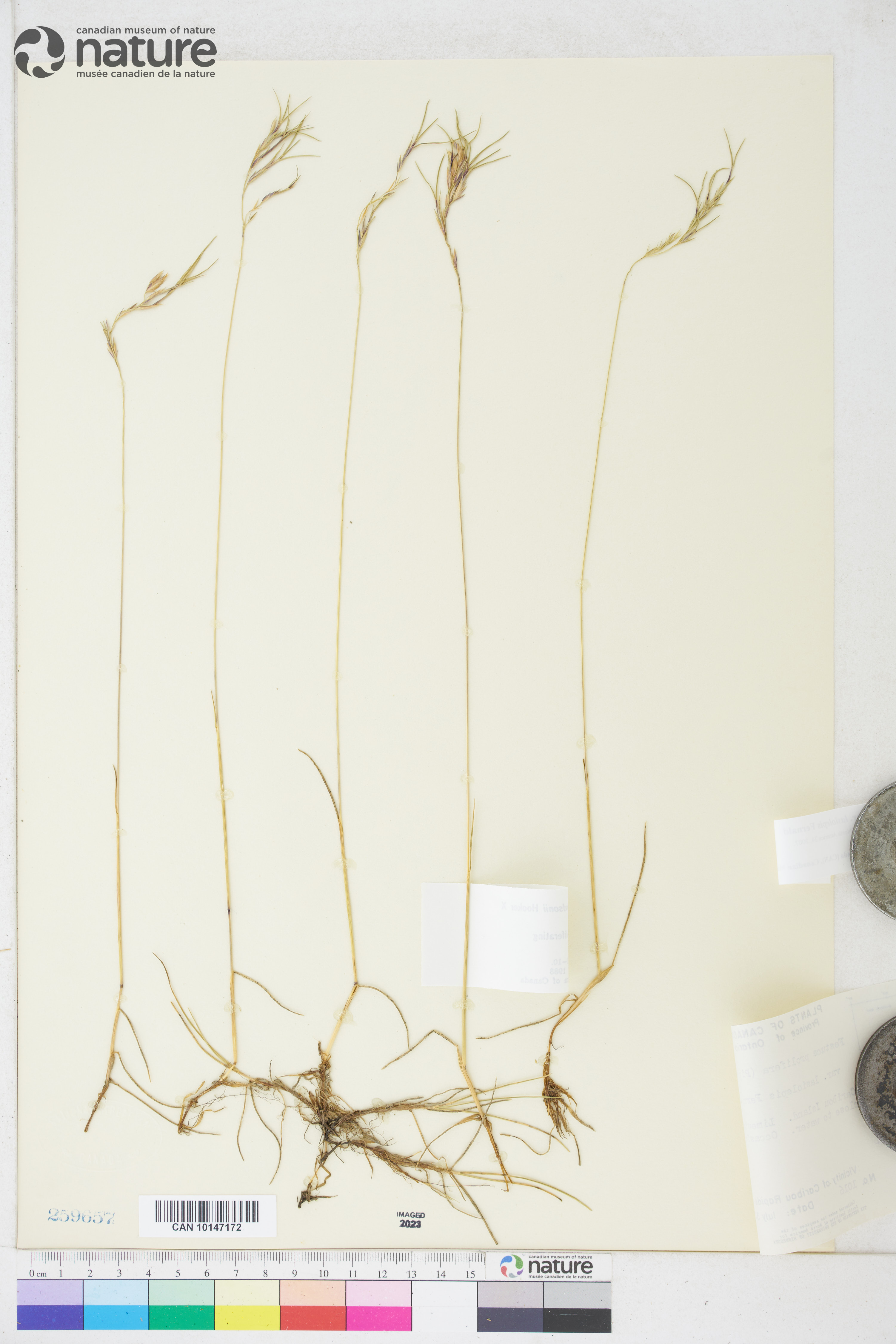 Festuca prolifera image